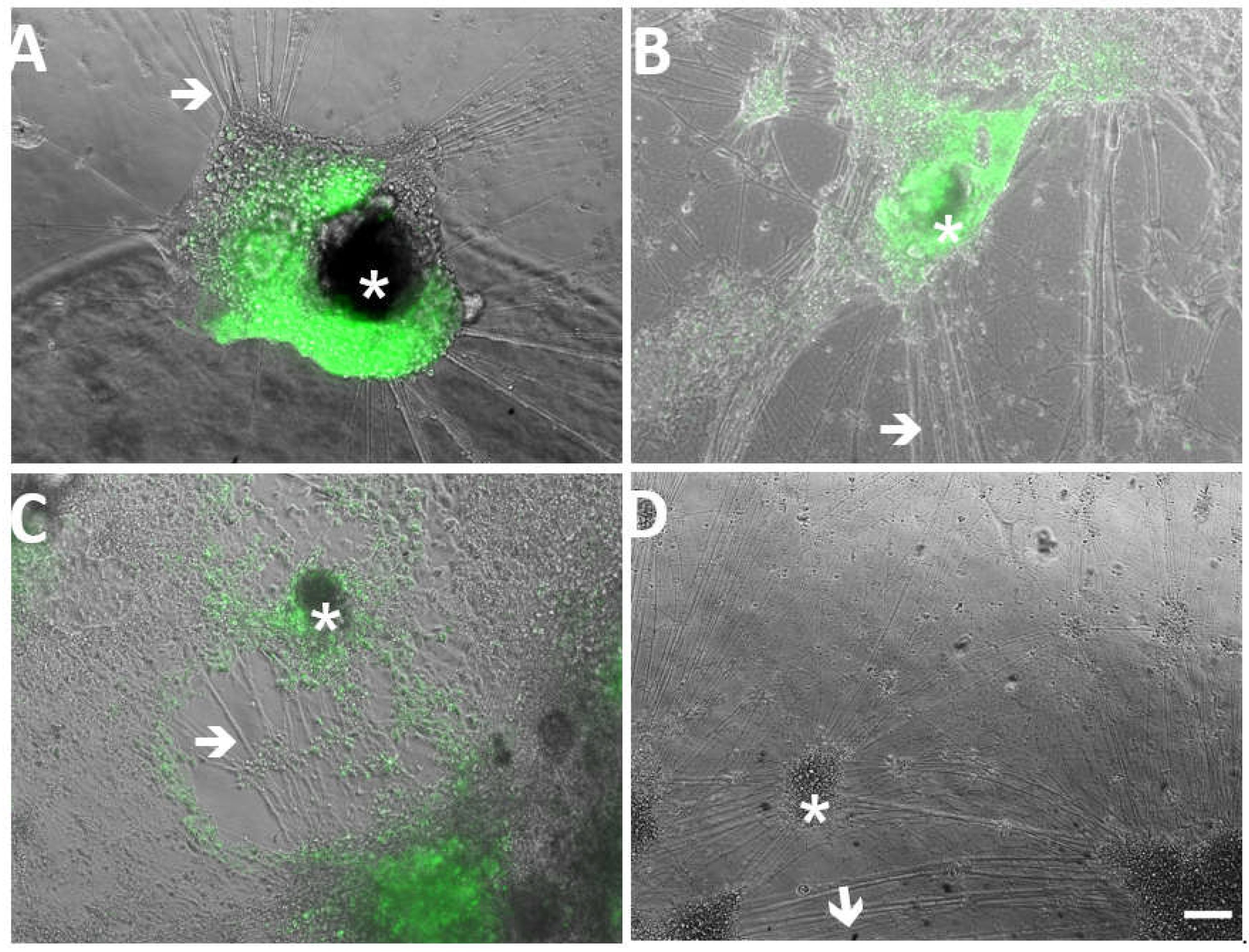Viruses 14 01015 g004