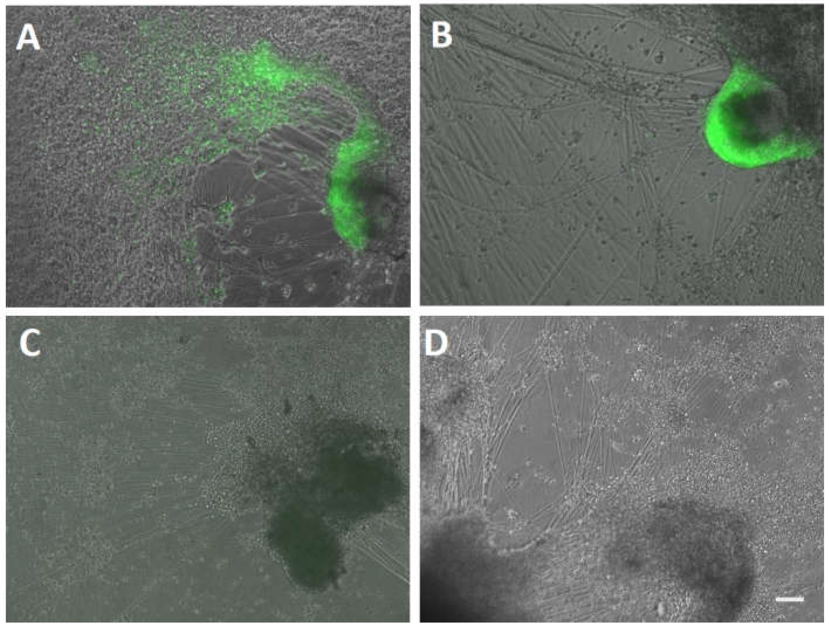 Viruses 14 01015 g006