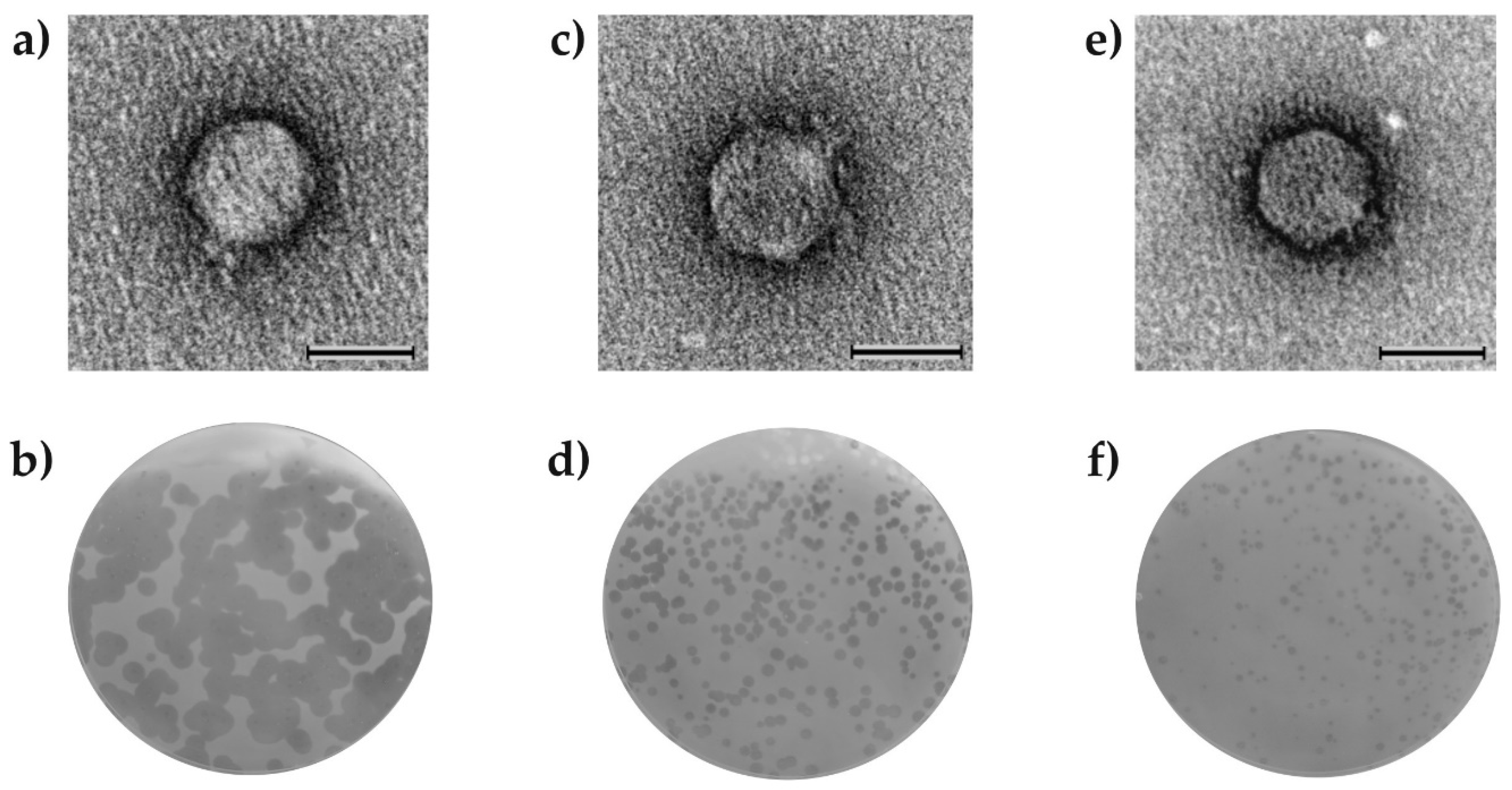 Viruses 14 01016 g001