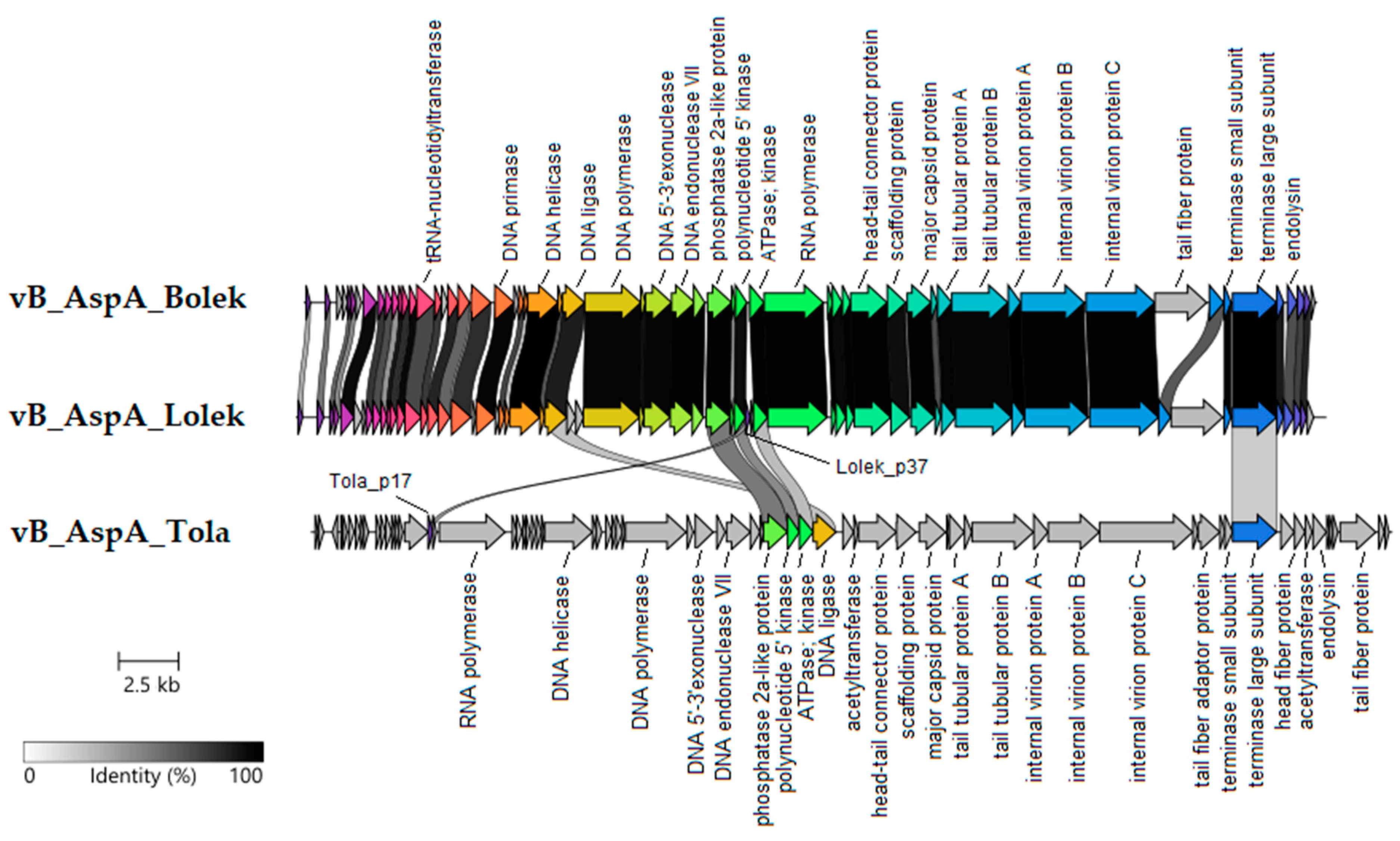 Viruses 14 01016 g004