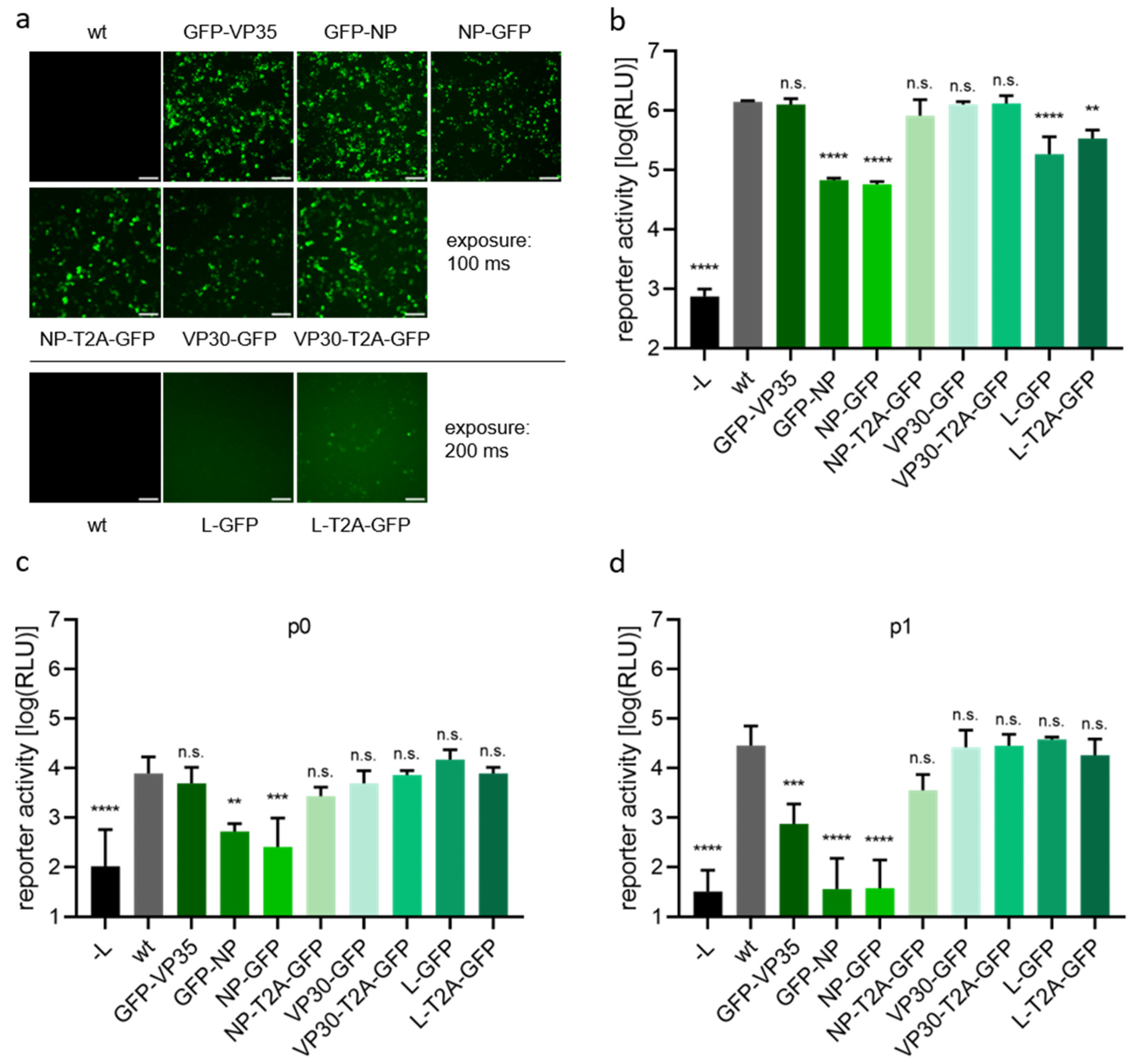 Viruses 14 01044 g003