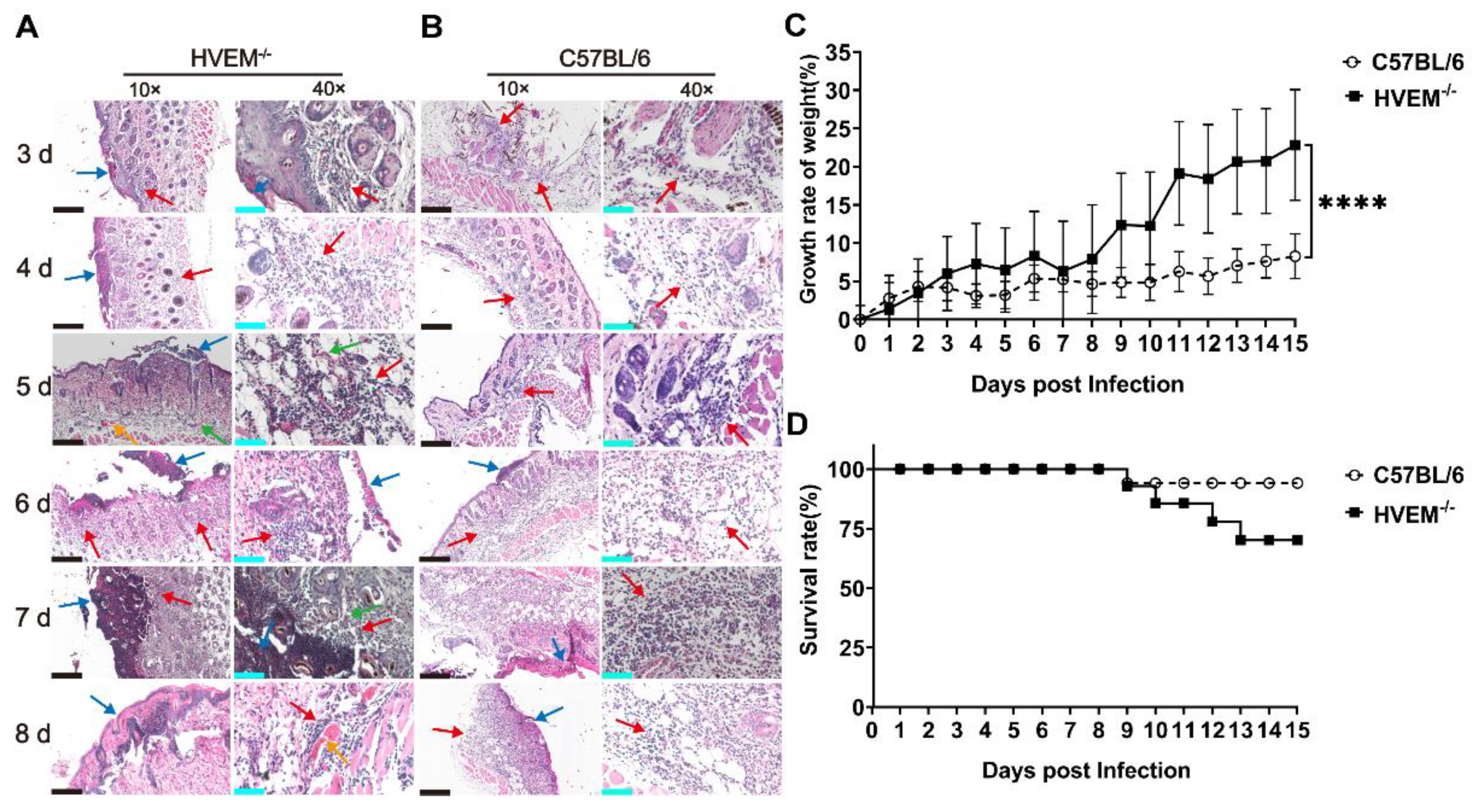 Viruses 14 01046 g004