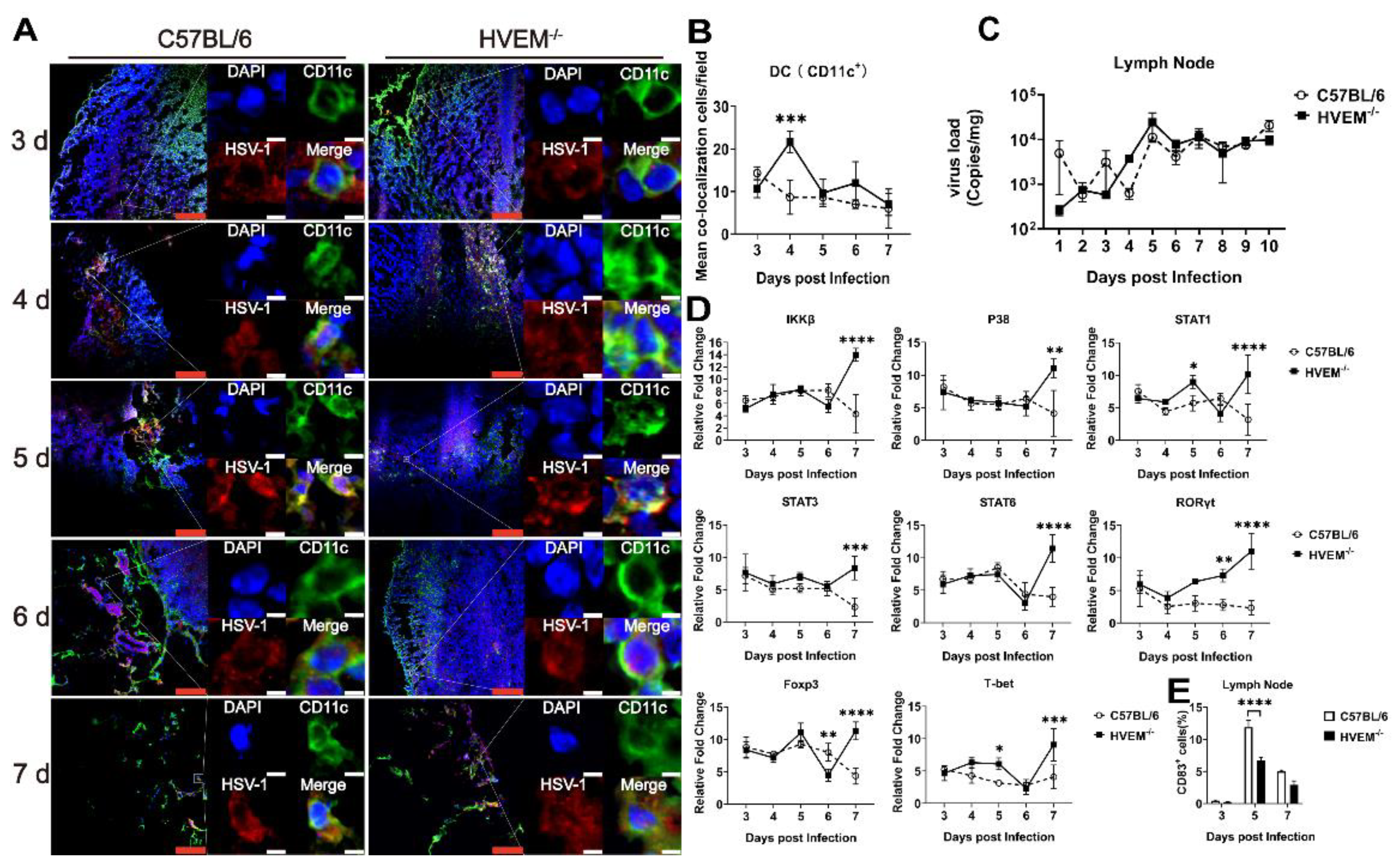 Viruses 14 01046 g005