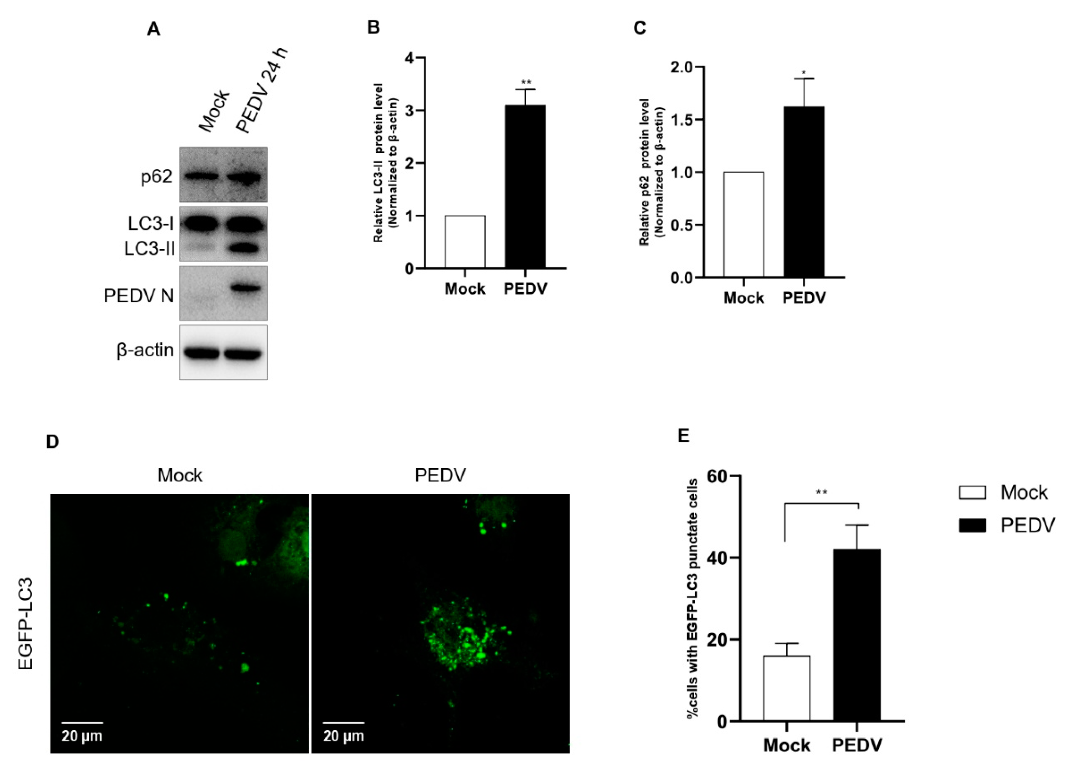 Viruses 14 01050 g001