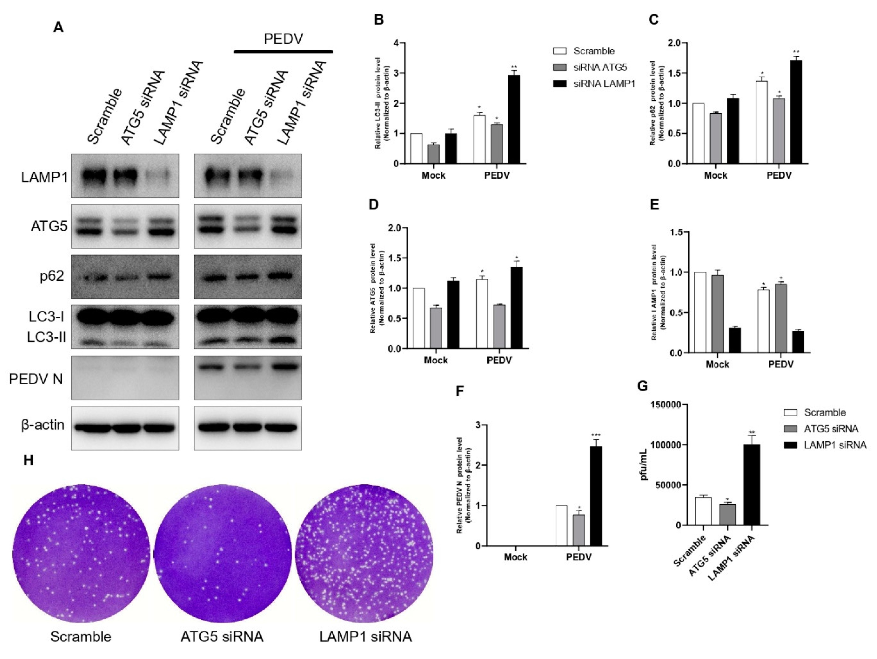 Viruses 14 01050 g007