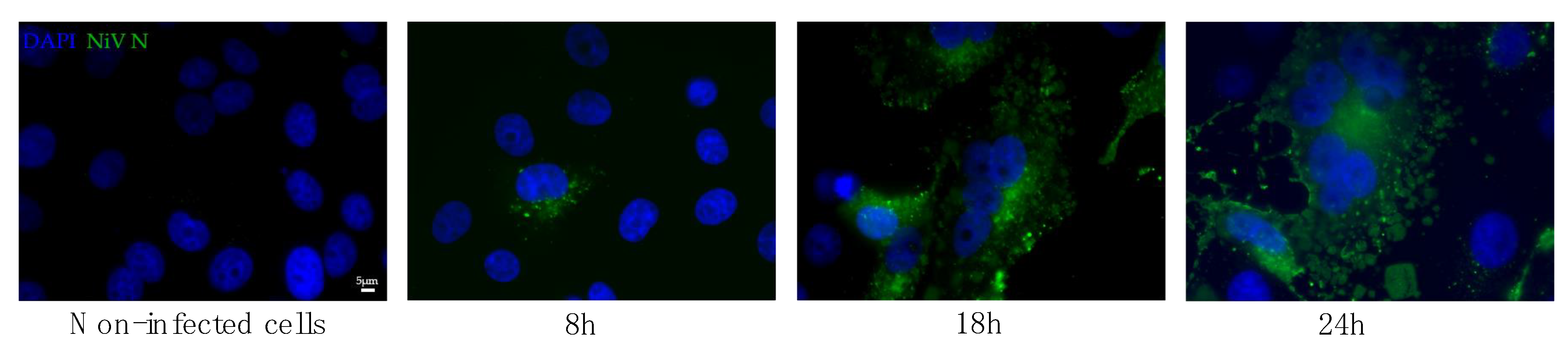 Viruses 14 01052 g002