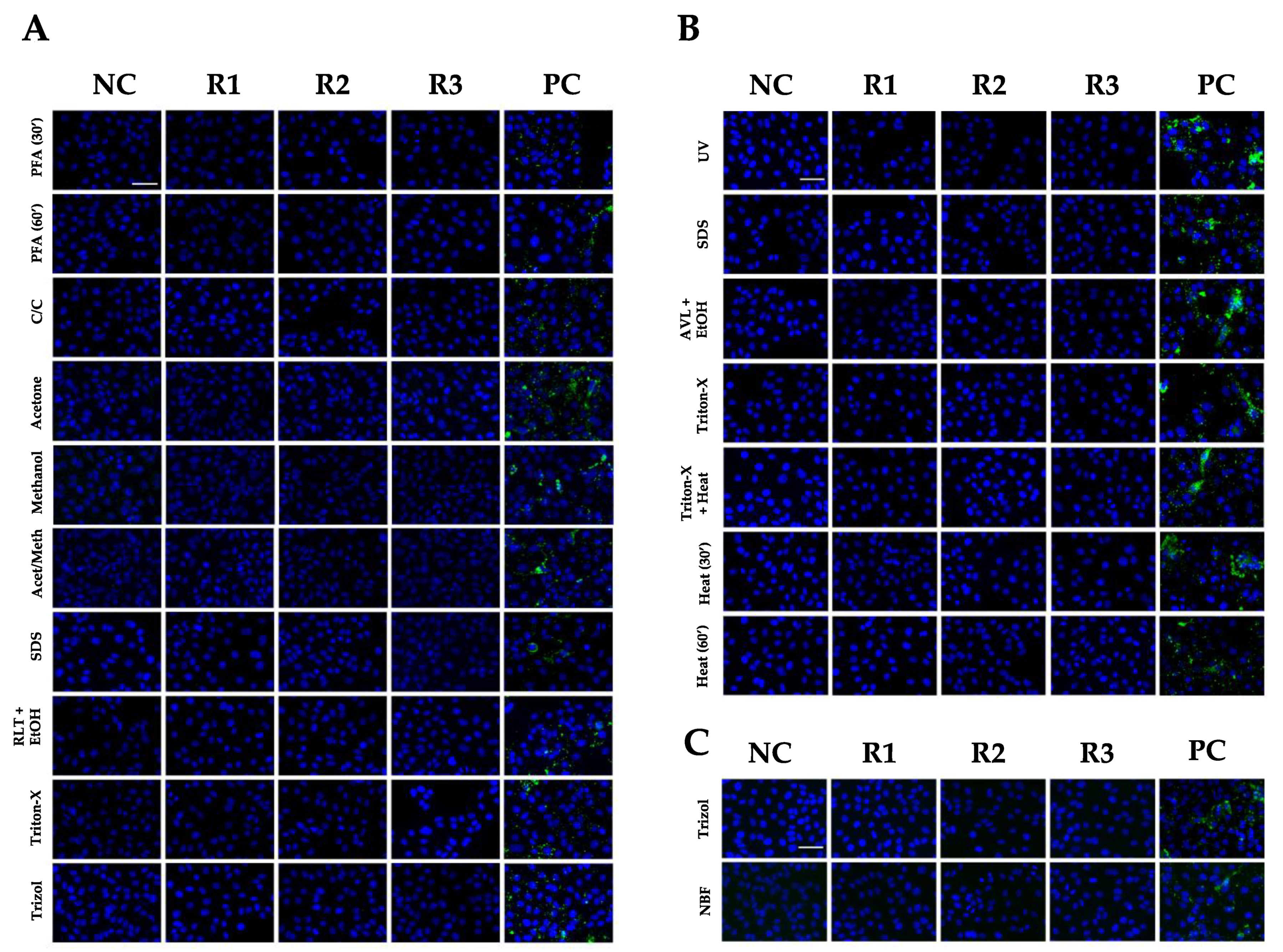 Viruses 14 01052 g005