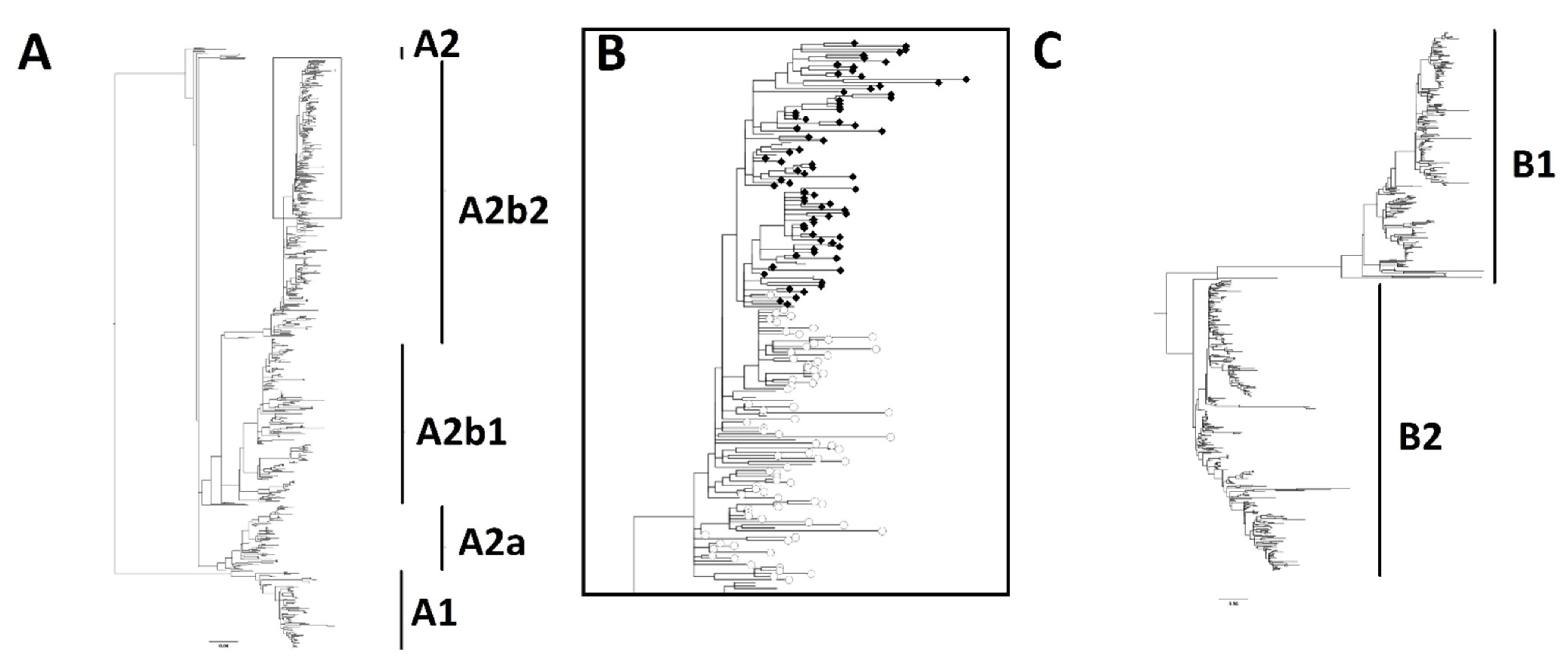 Viruses 14 01058 g002