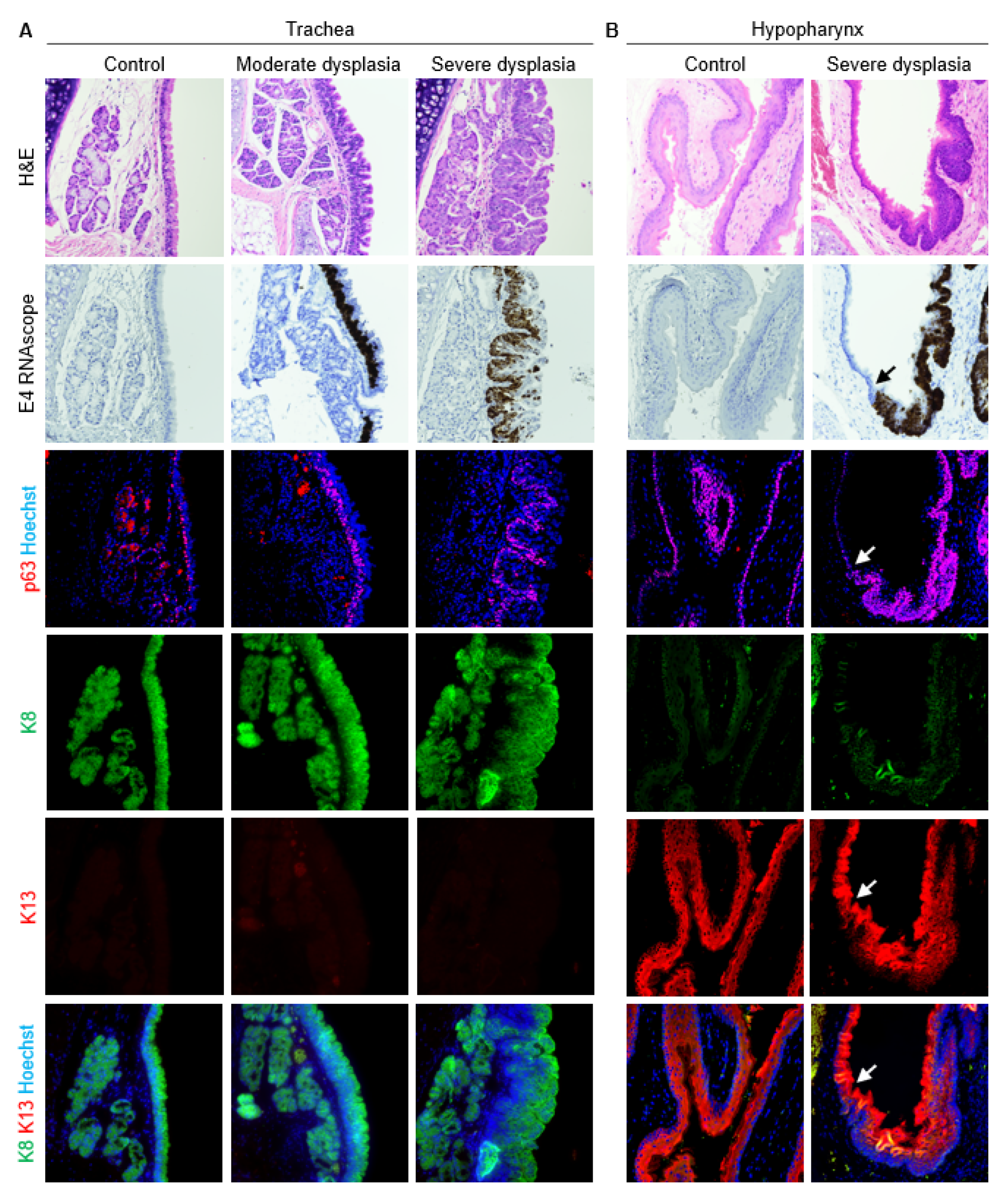 Viruses 14 01059 g006