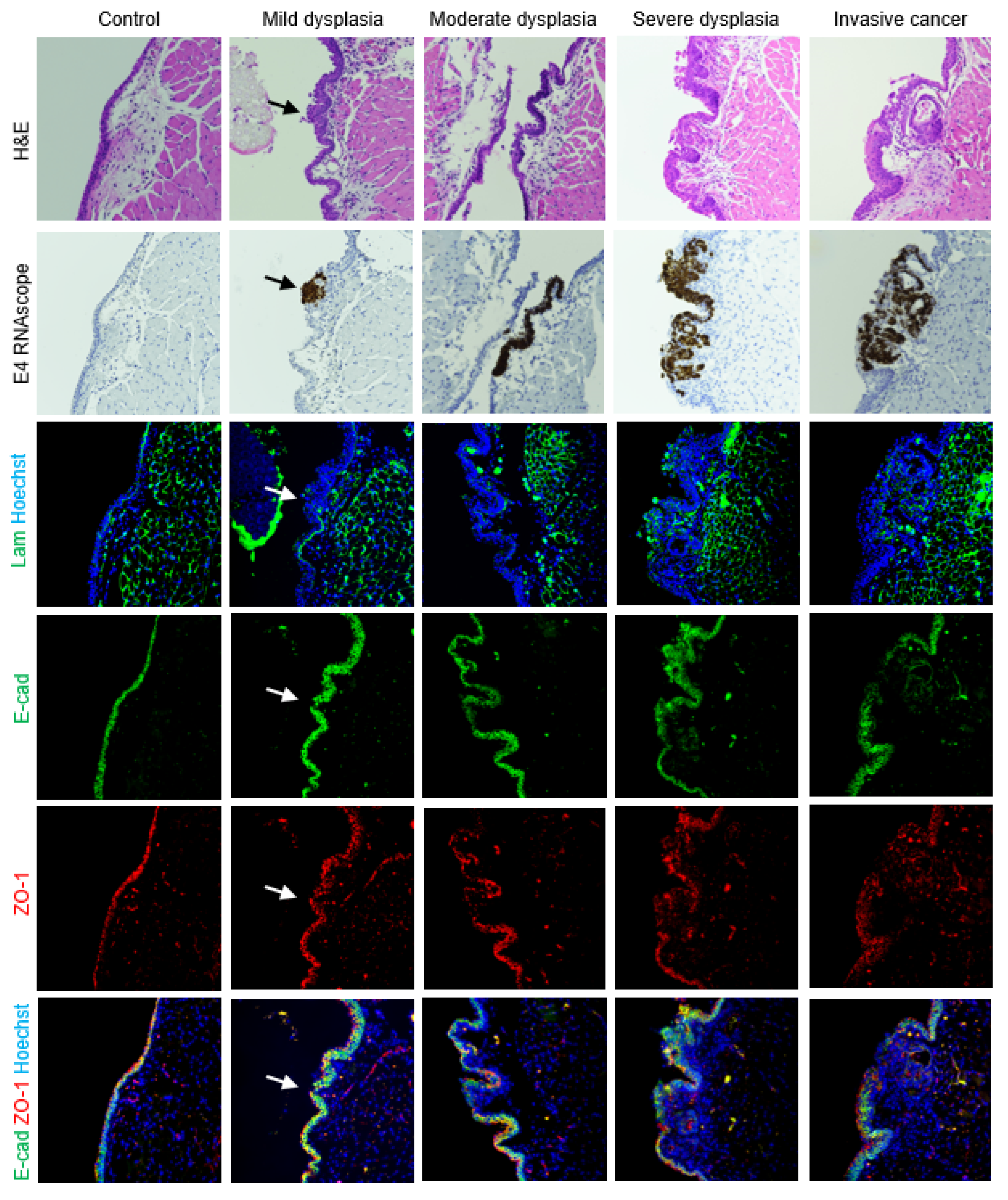 Viruses 14 01059 g007