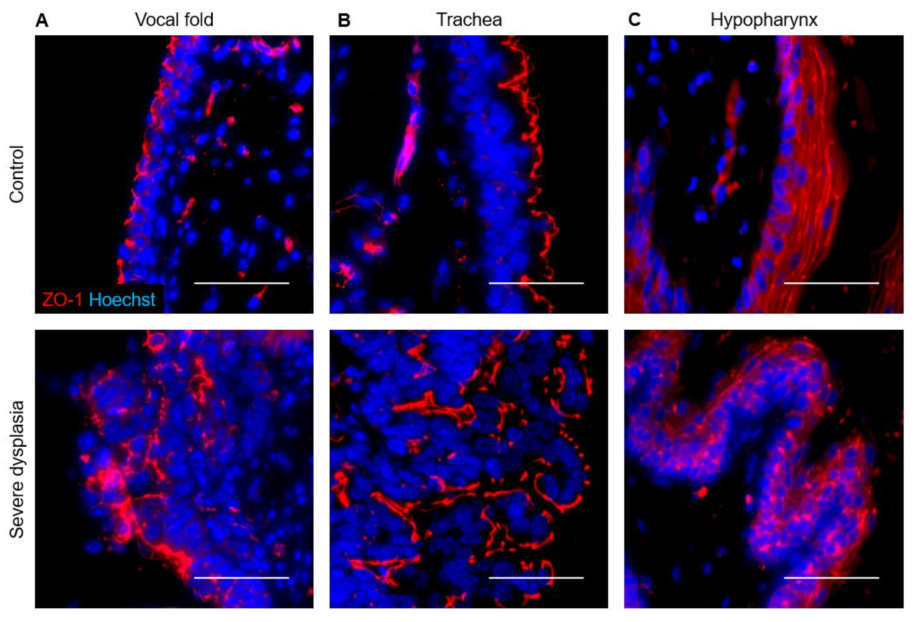Viruses 14 01059 g008