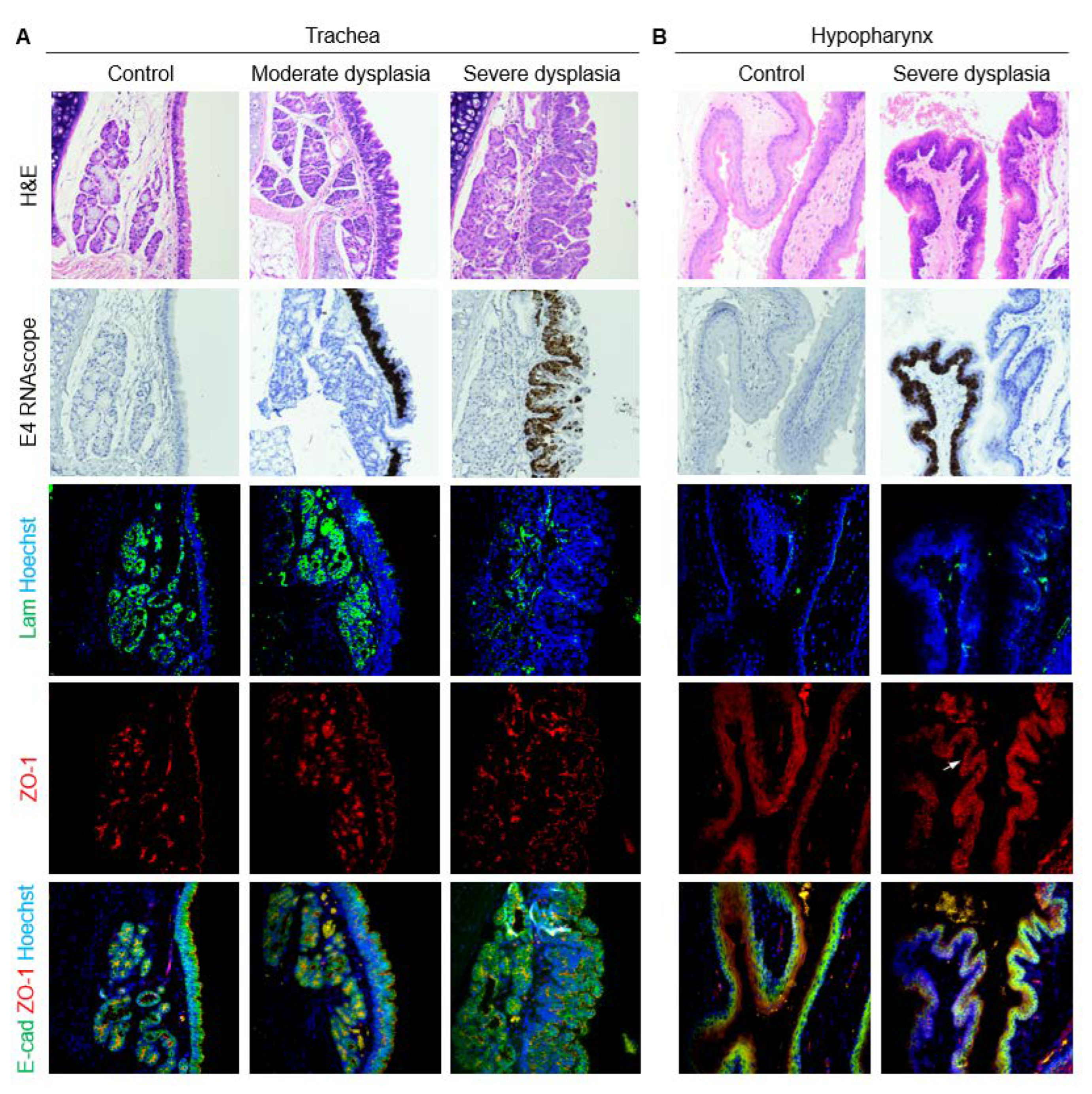 Viruses 14 01059 g009