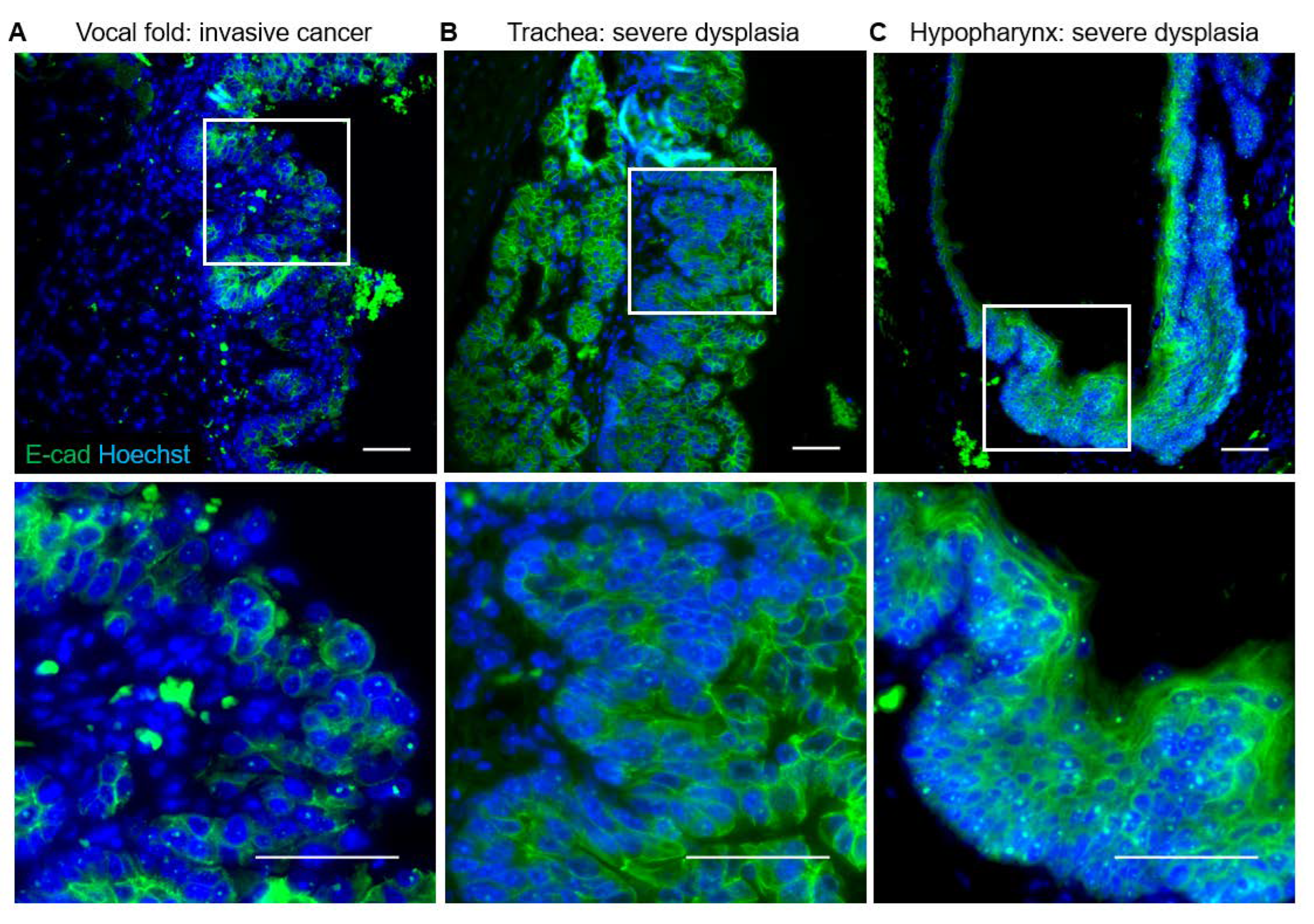 Viruses 14 01059 g010