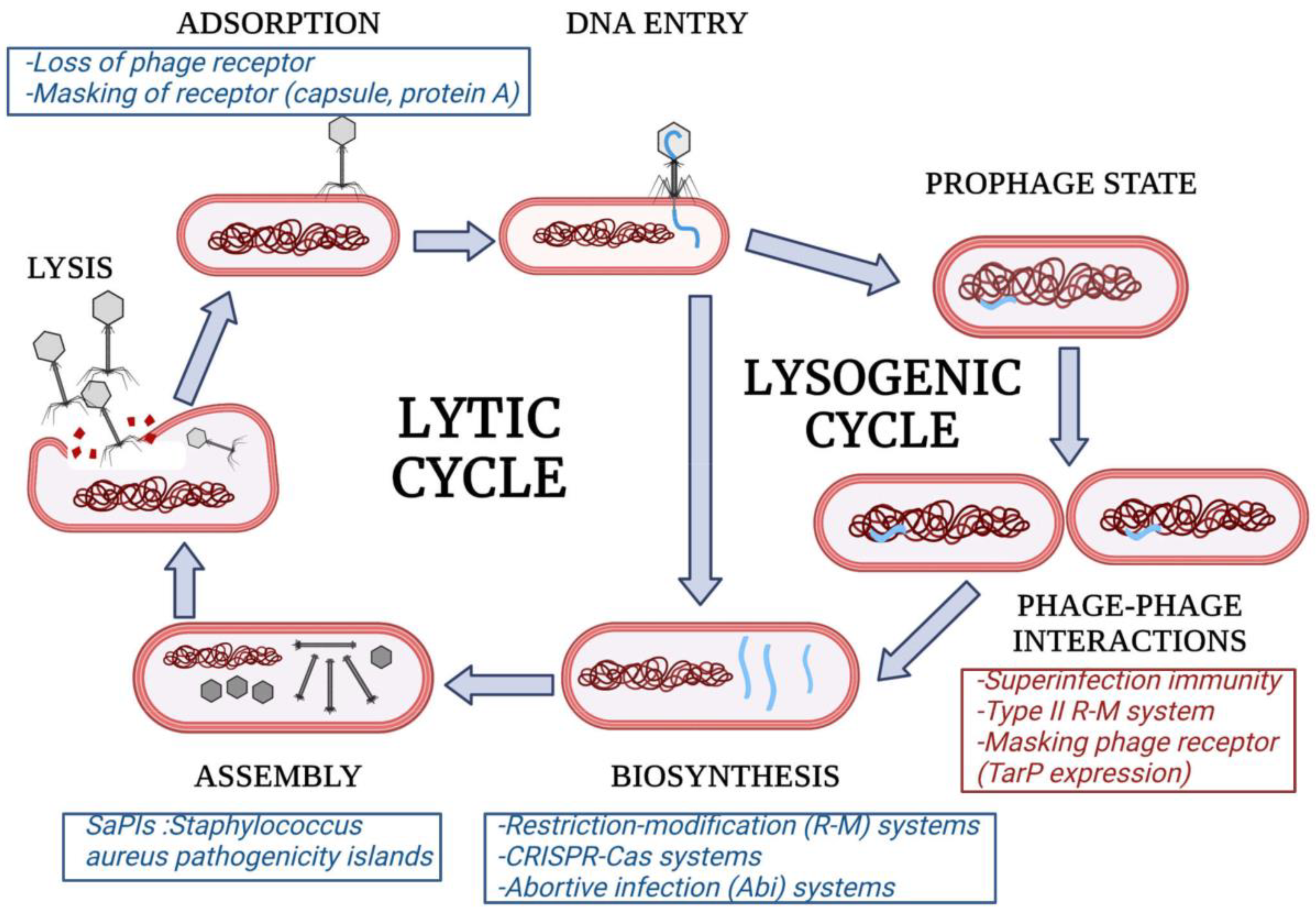 Viruses 14 01061 g001