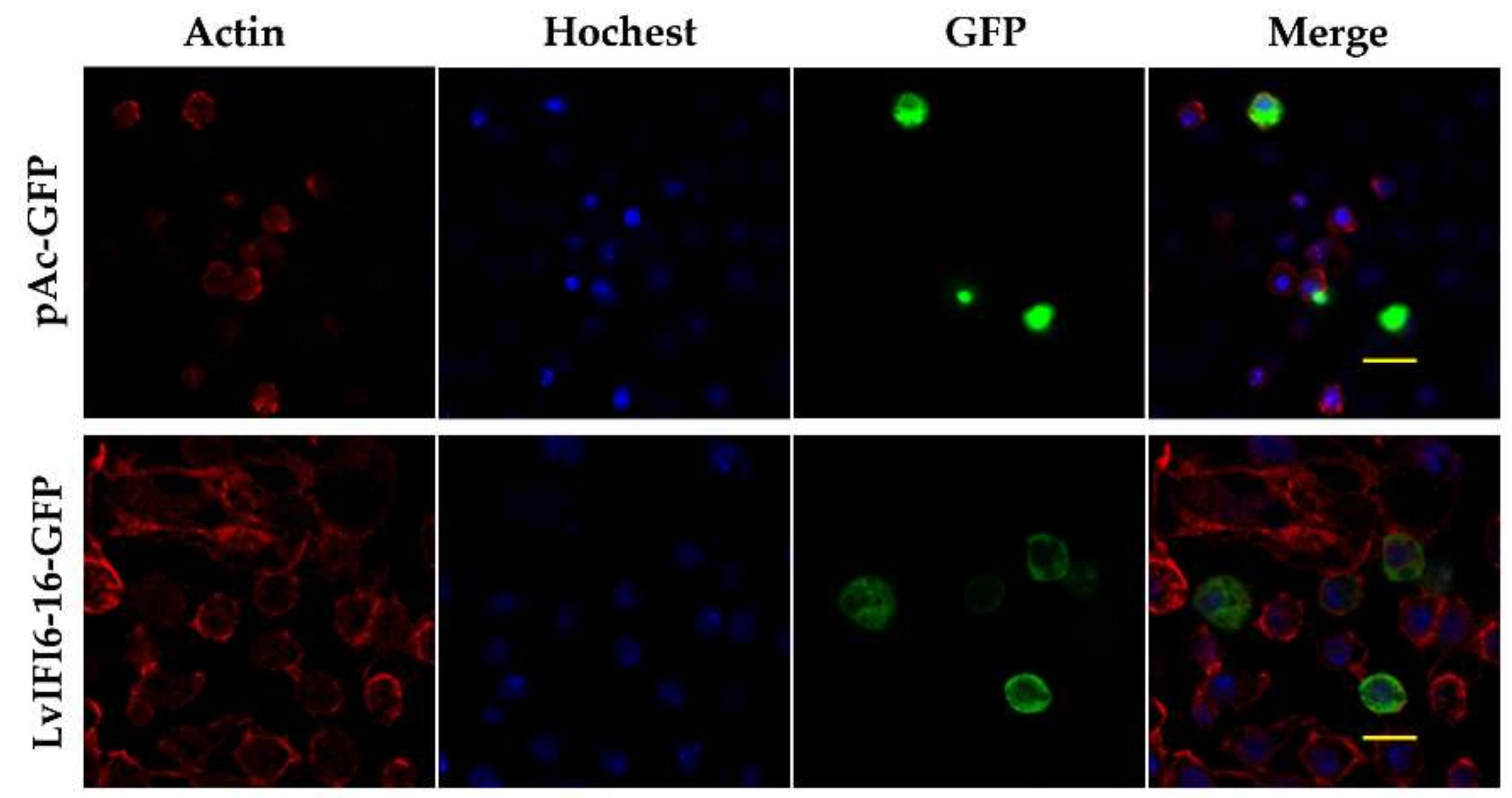 Viruses 14 01062 g003