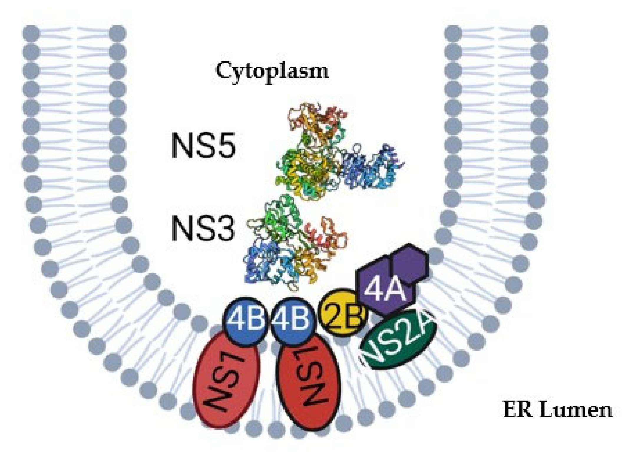 Viruses 14 01076 g001