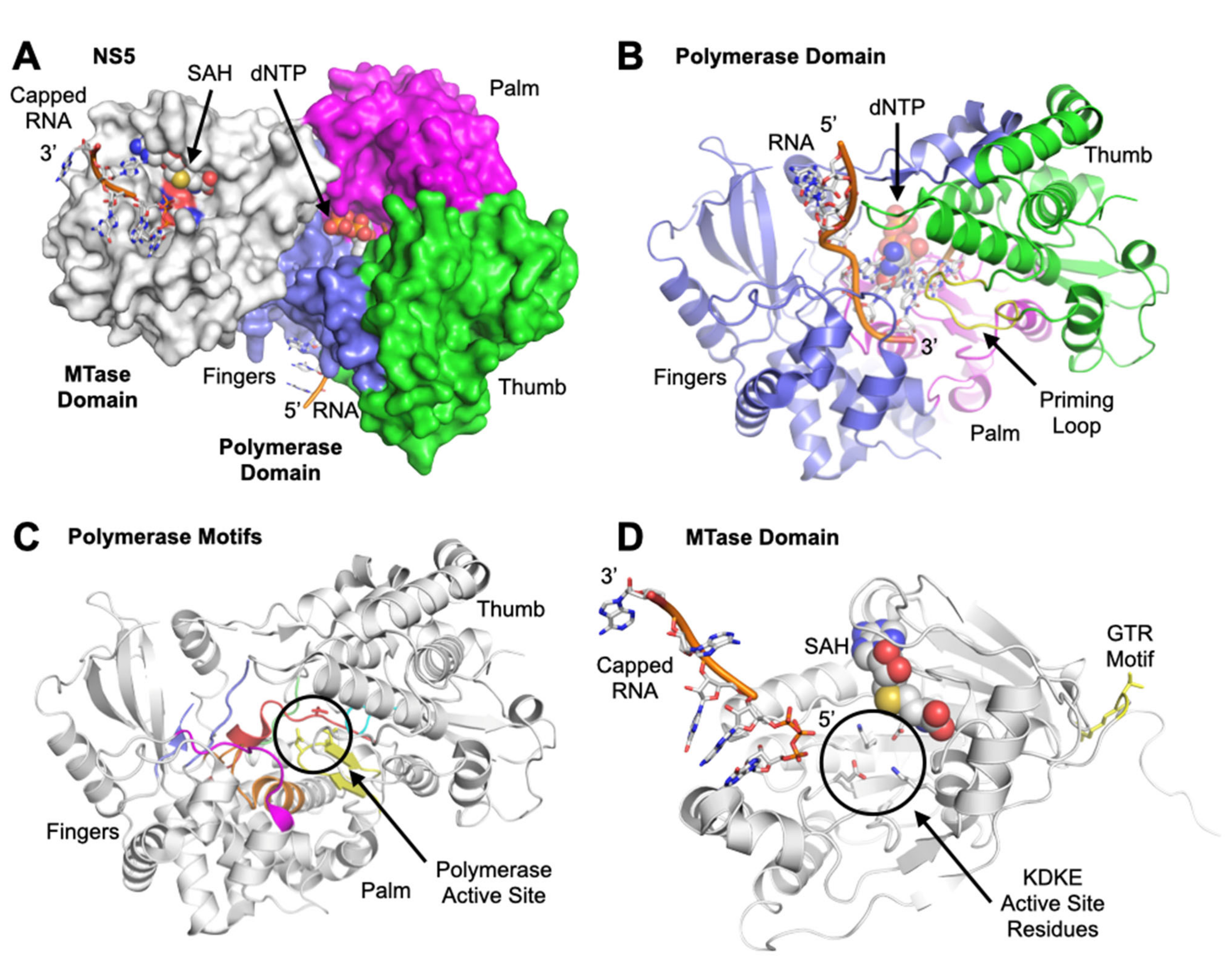 Viruses 14 01076 g002