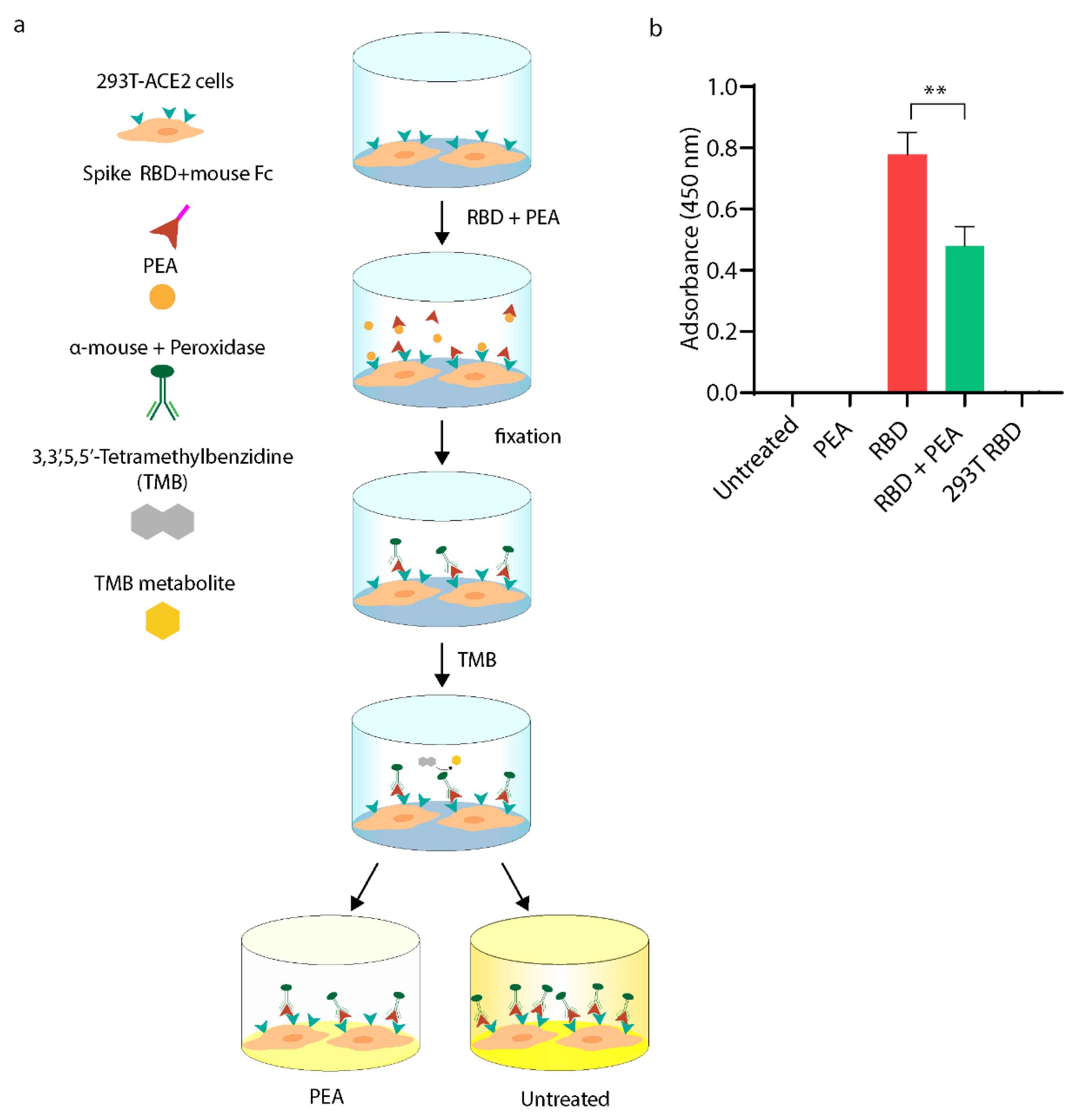 Viruses 14 01080 g003