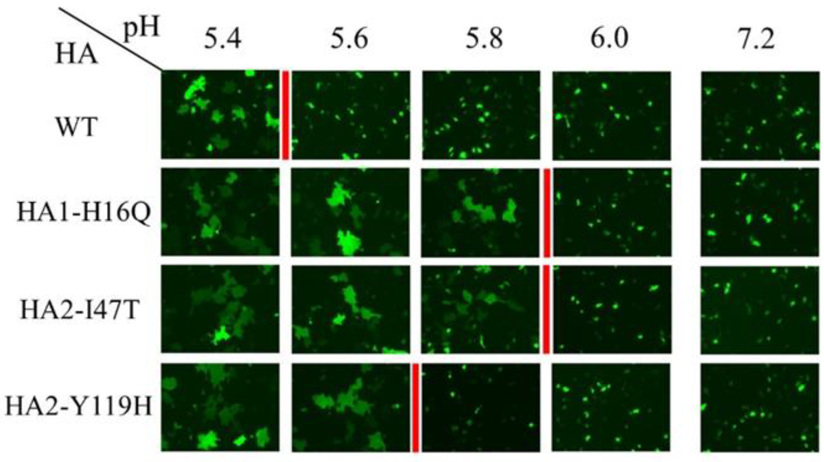 Viruses 14 01091 g005 Viruses 14 01091 g005