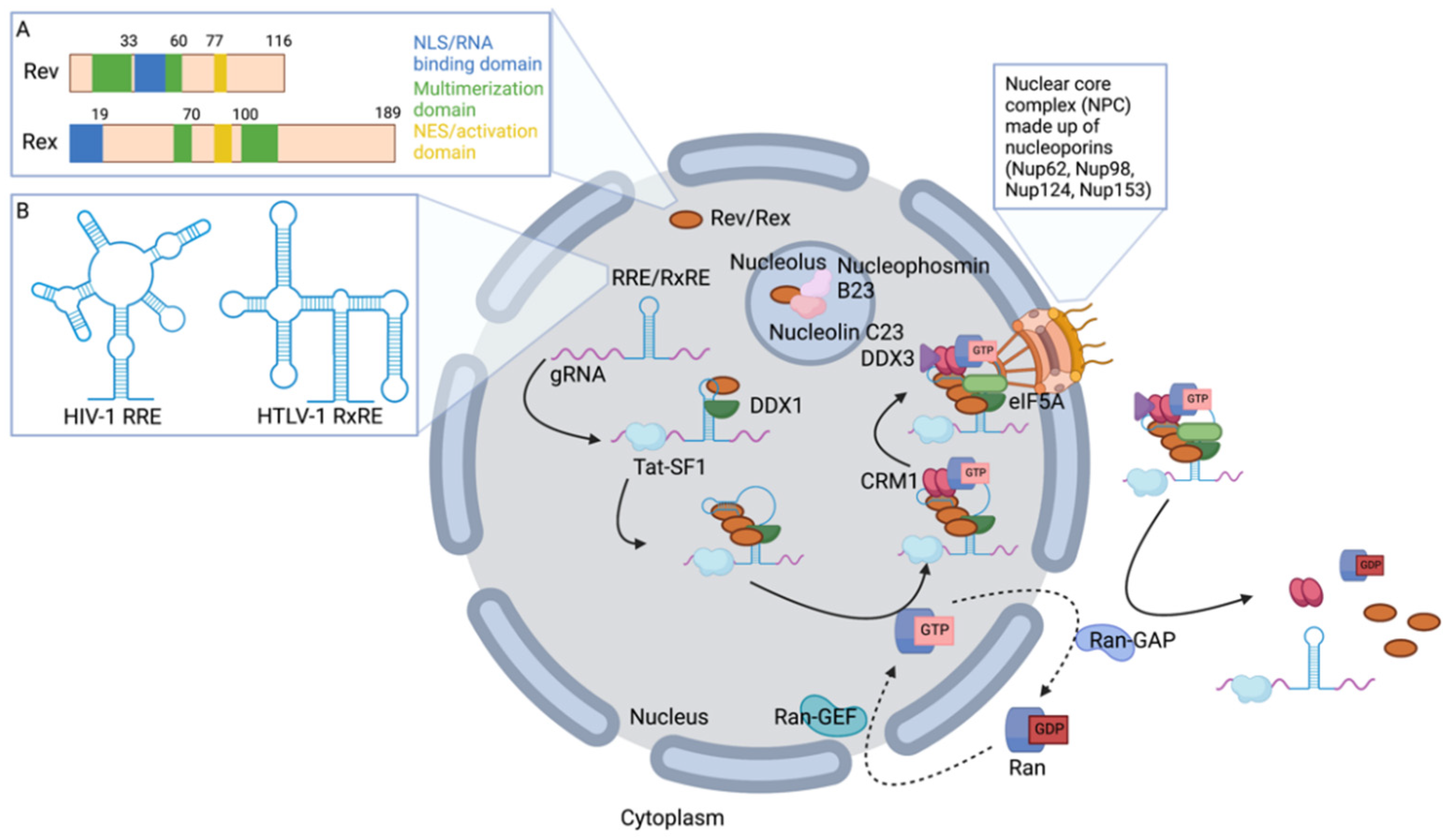 Viruses 14 01094 g001