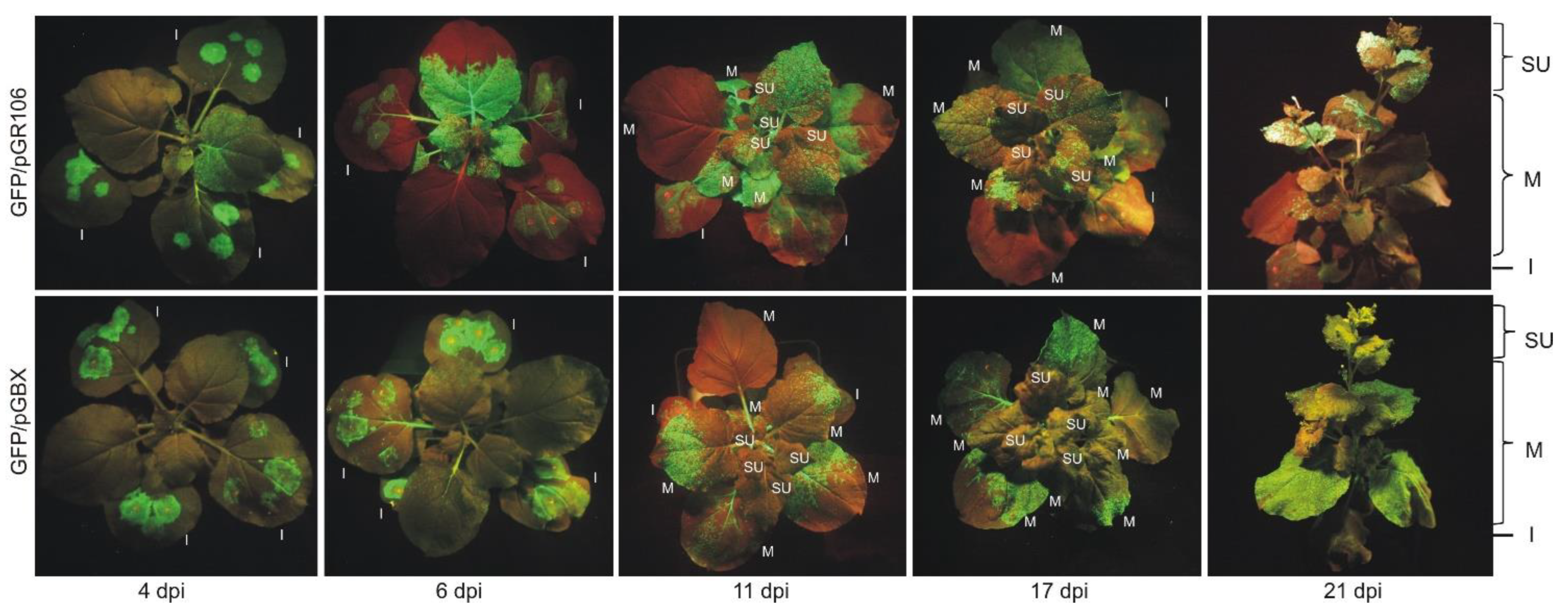 Viruses 14 01099 g002
