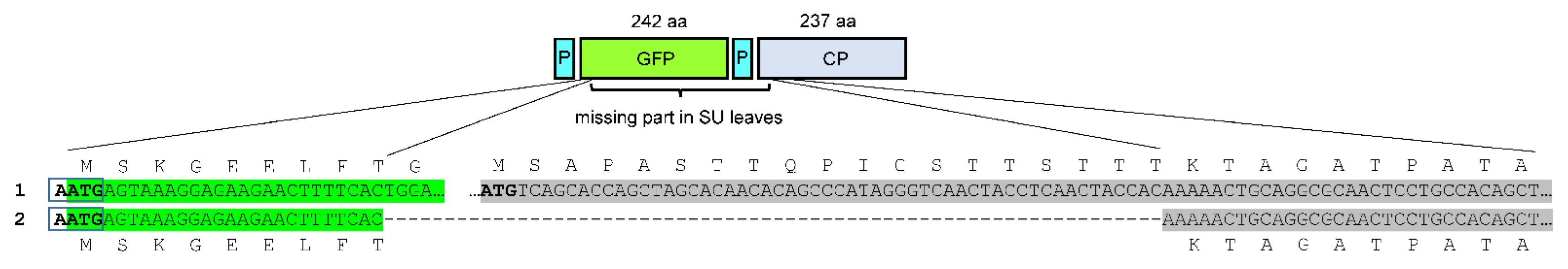 Viruses 14 01099 g004