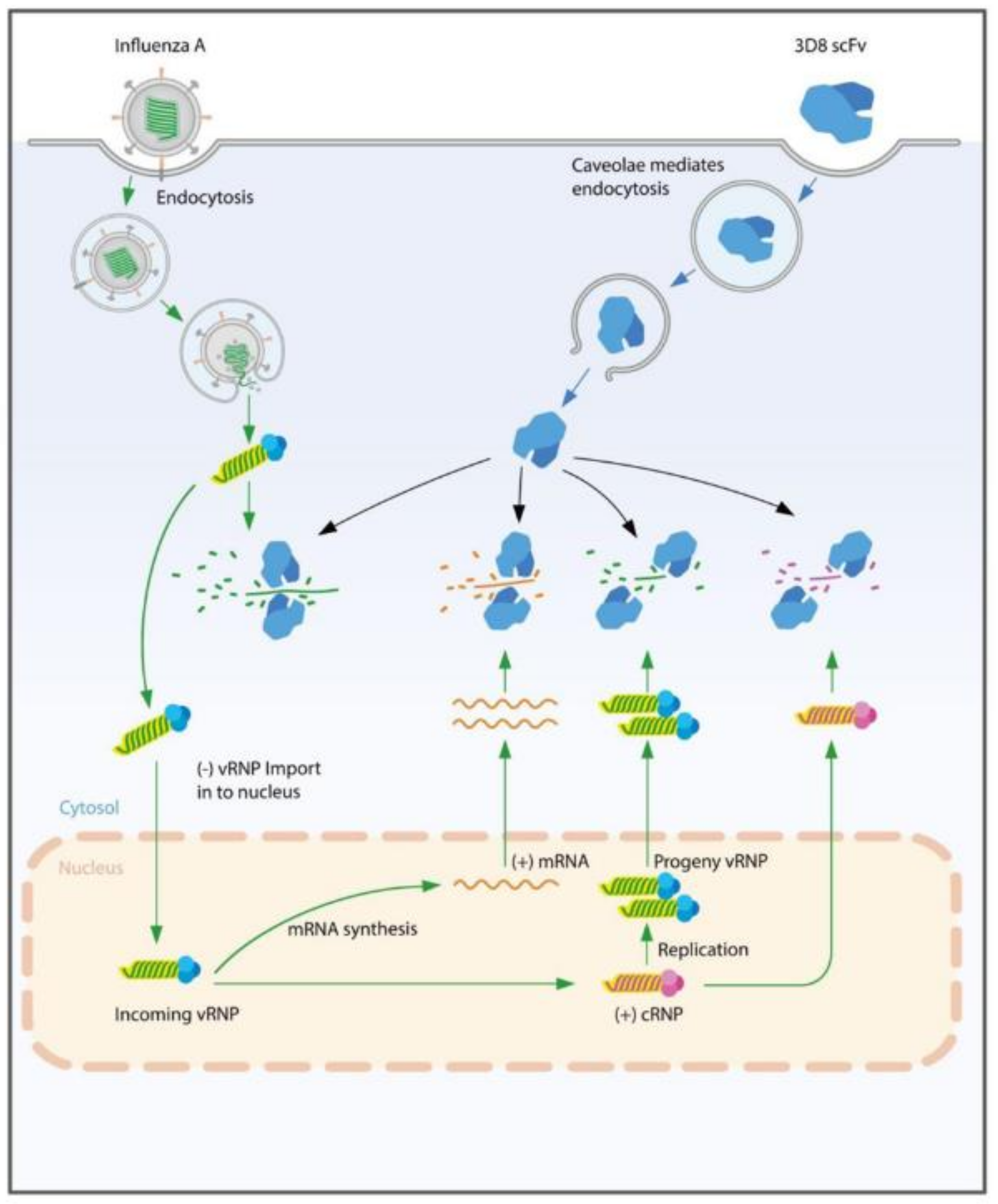 Viruses 14 01105 g005