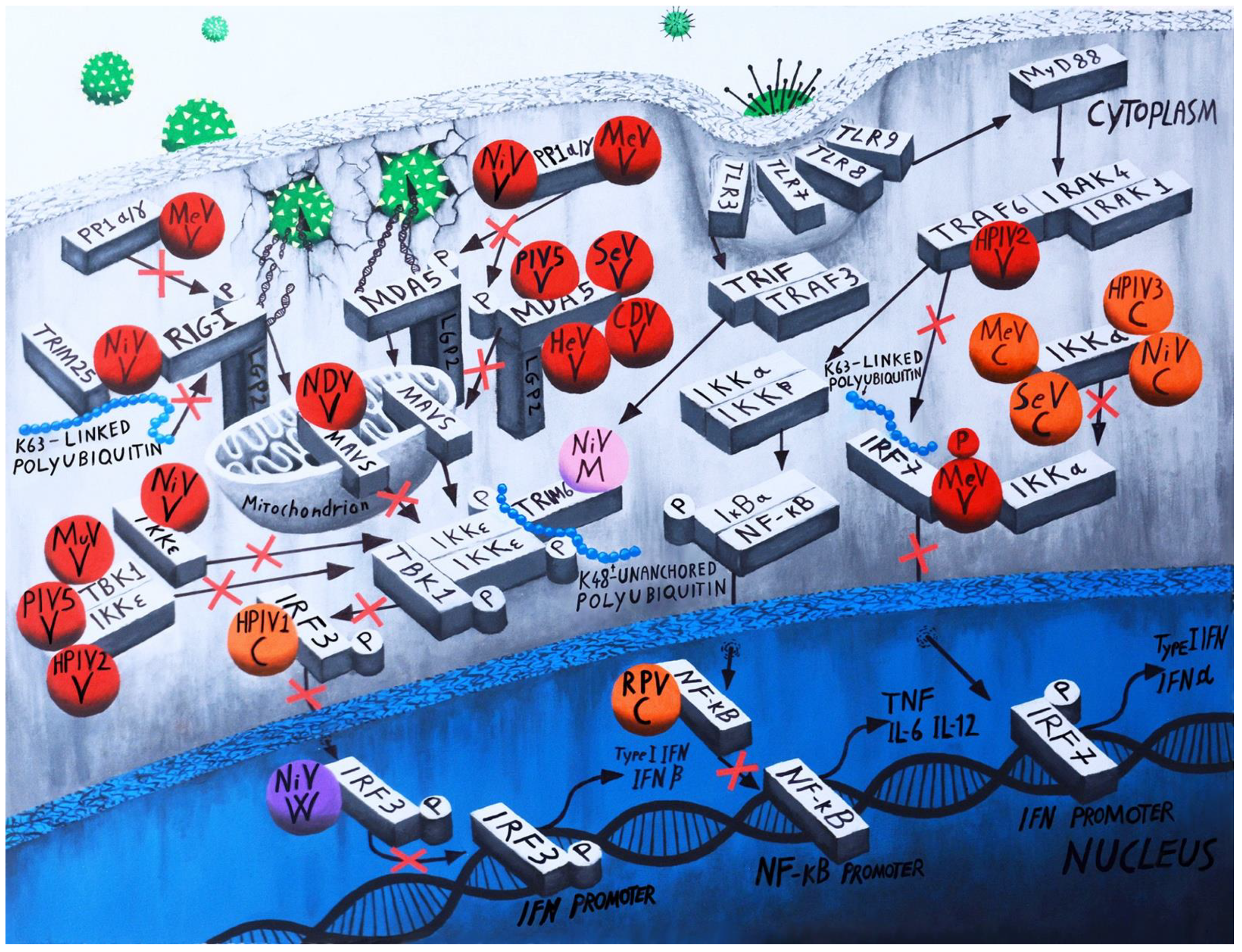 Viruses 14 01107 g002