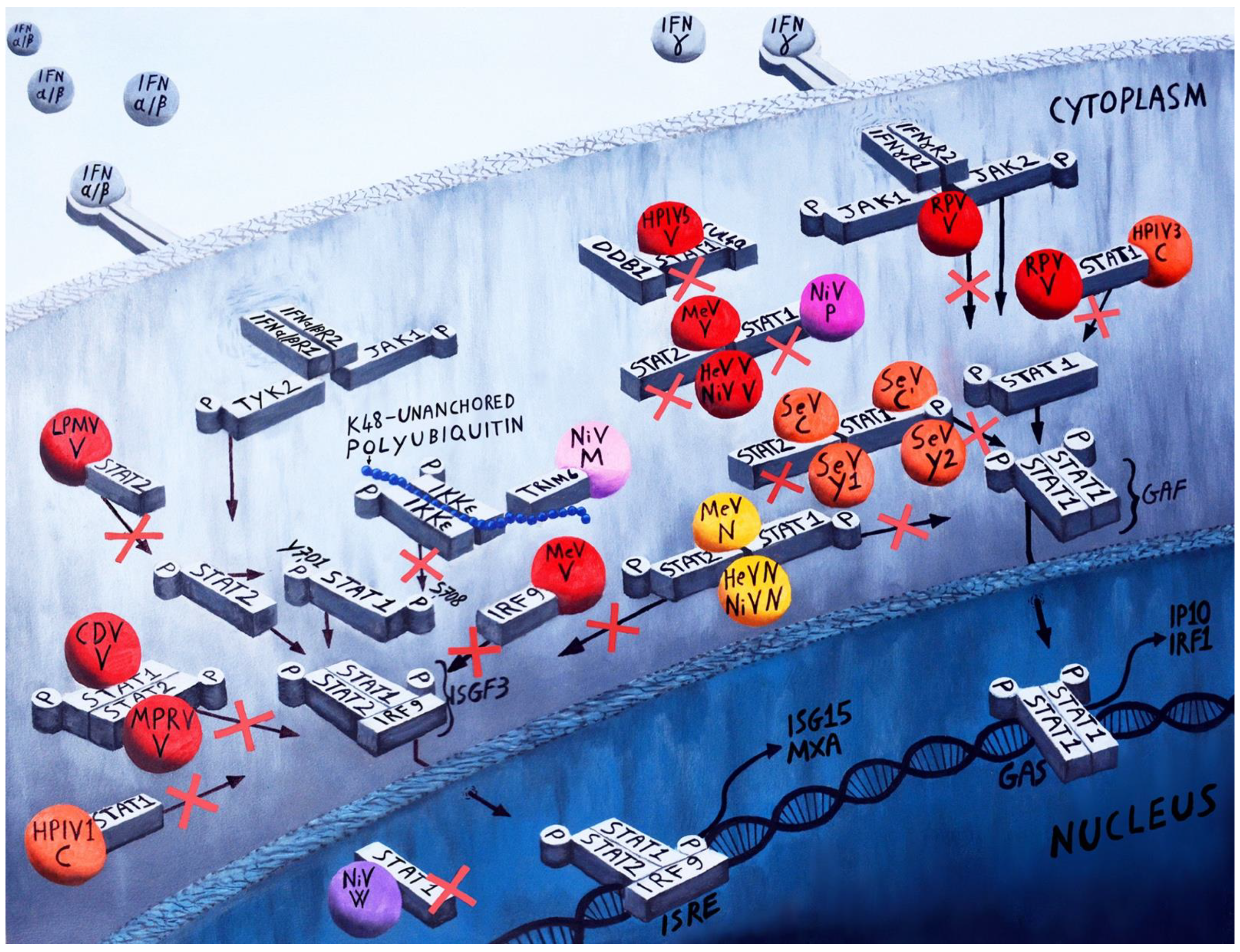 Viruses 14 01107 g003