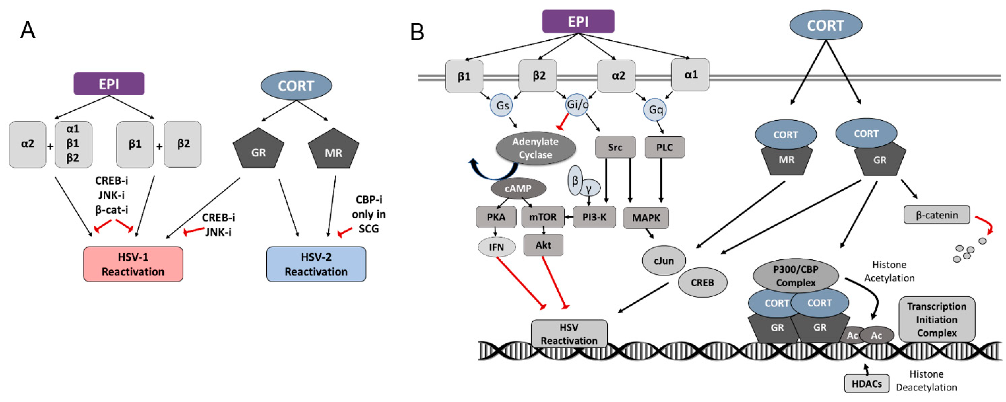 Viruses 14 01115 g007