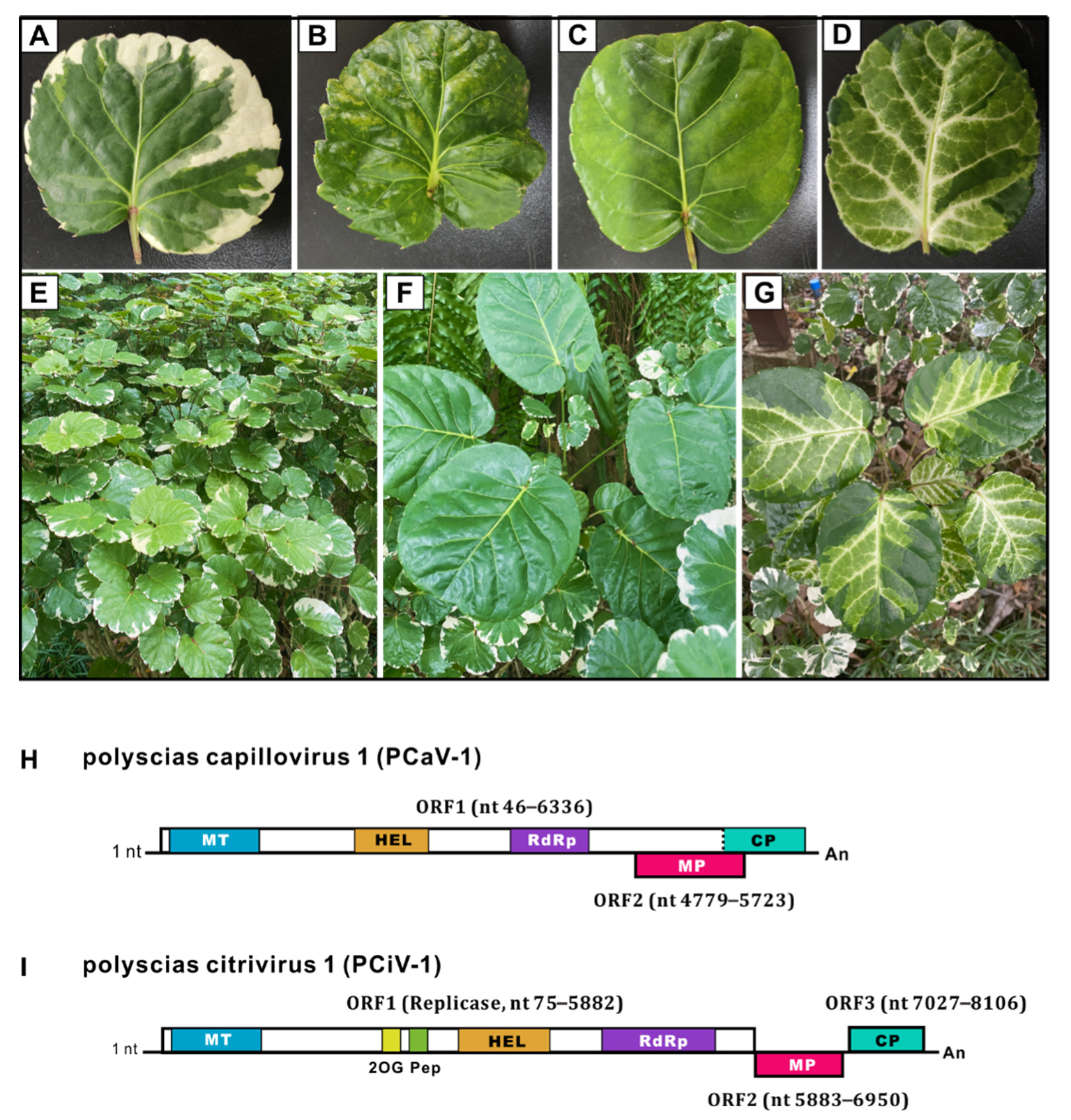 Viruses 14 01120 g001a