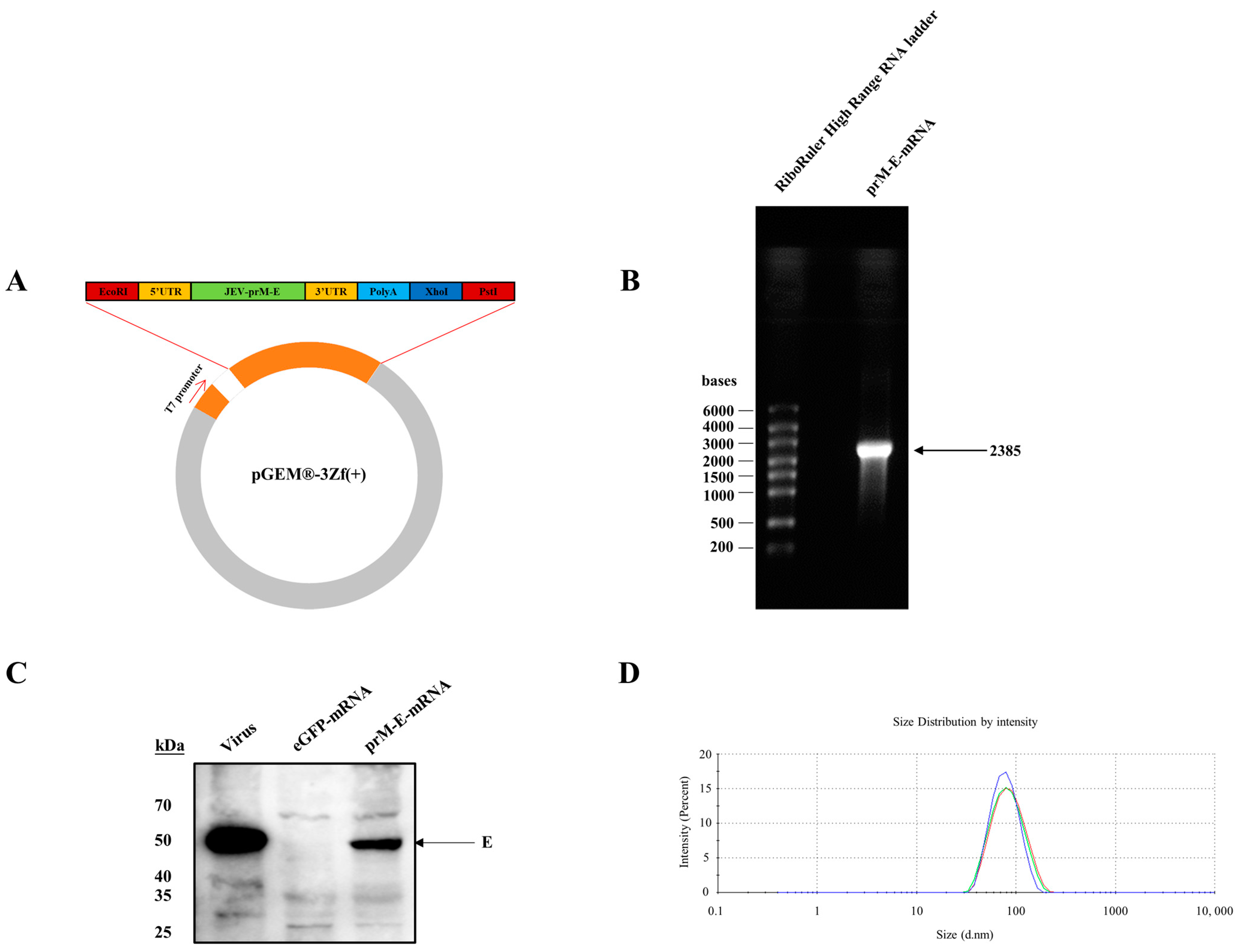 Viruses 14 01121 g001