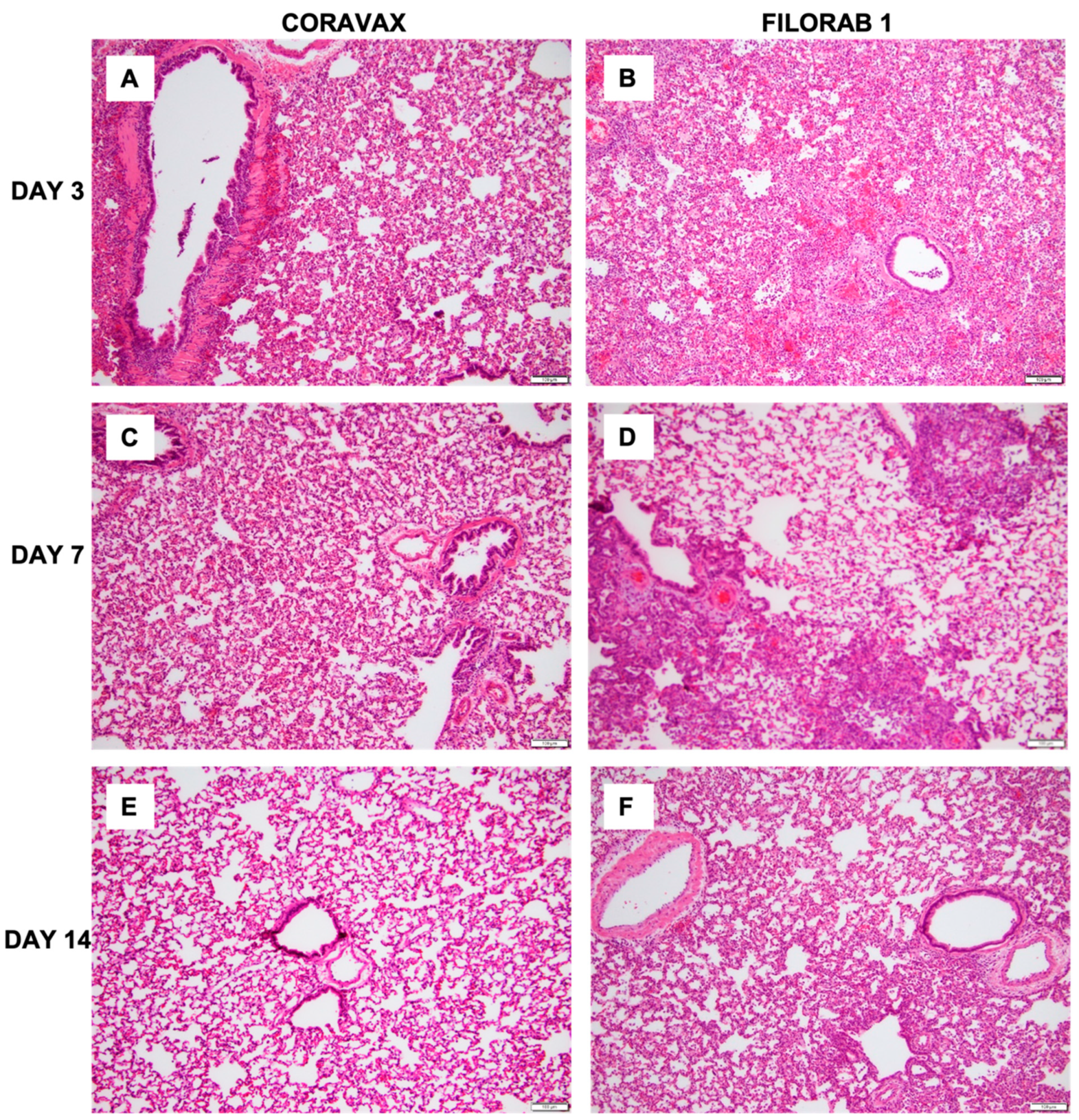 Viruses 14 01126 g006