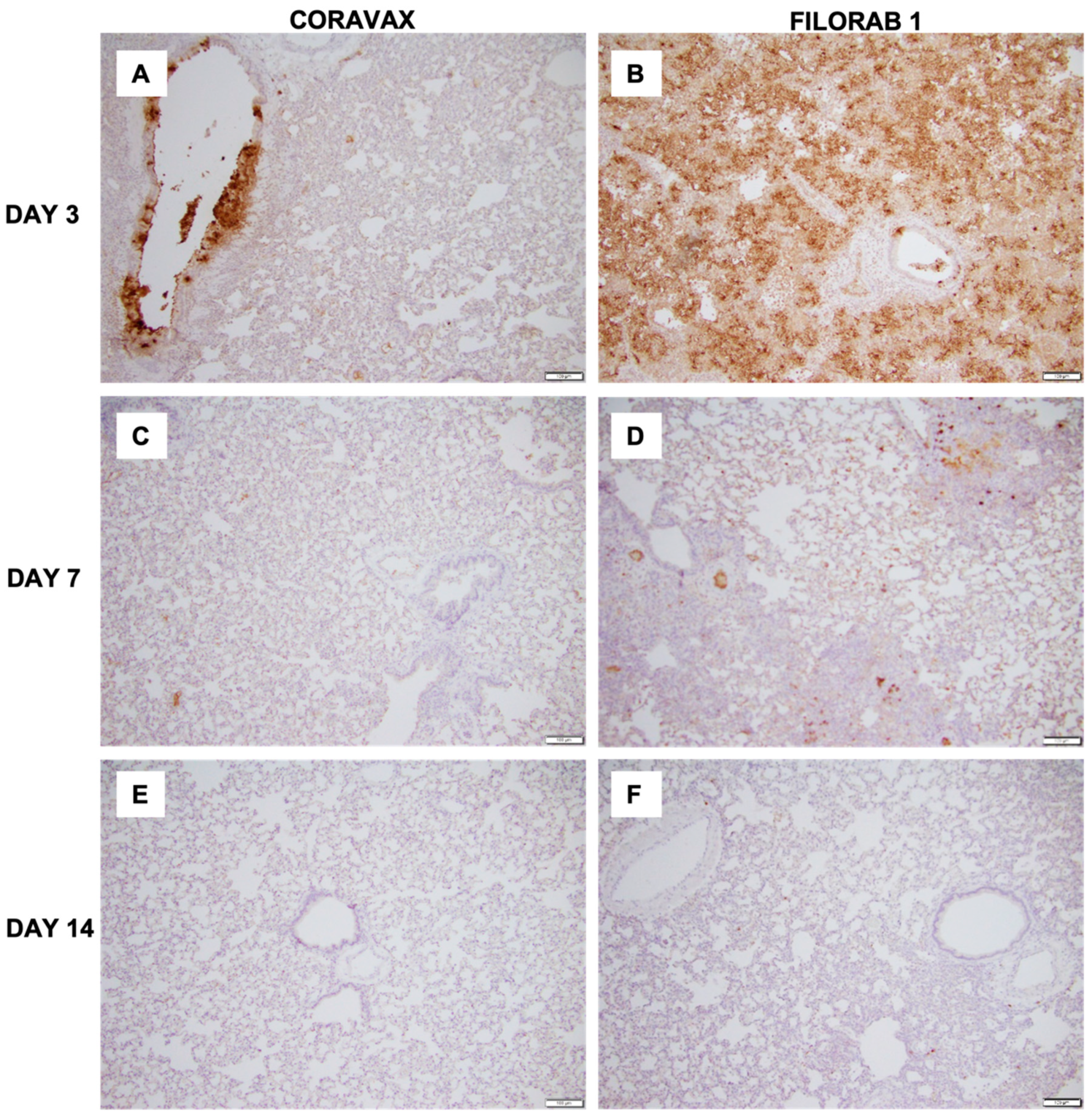 Viruses 14 01126 g008
