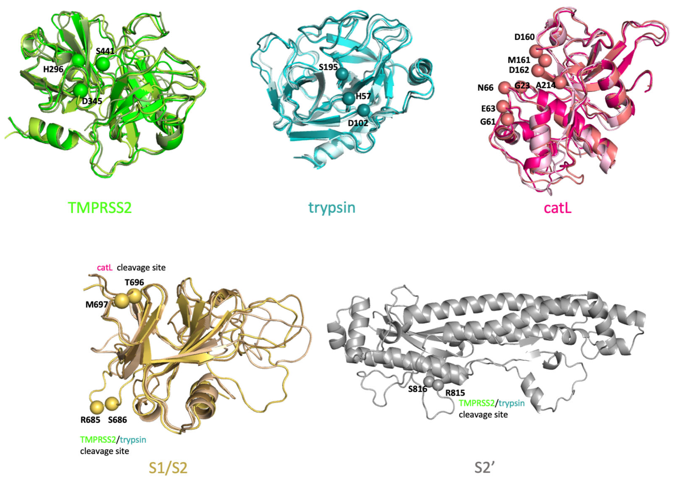 Viruses 14 01129 g002 Viruses 14 01129 g002