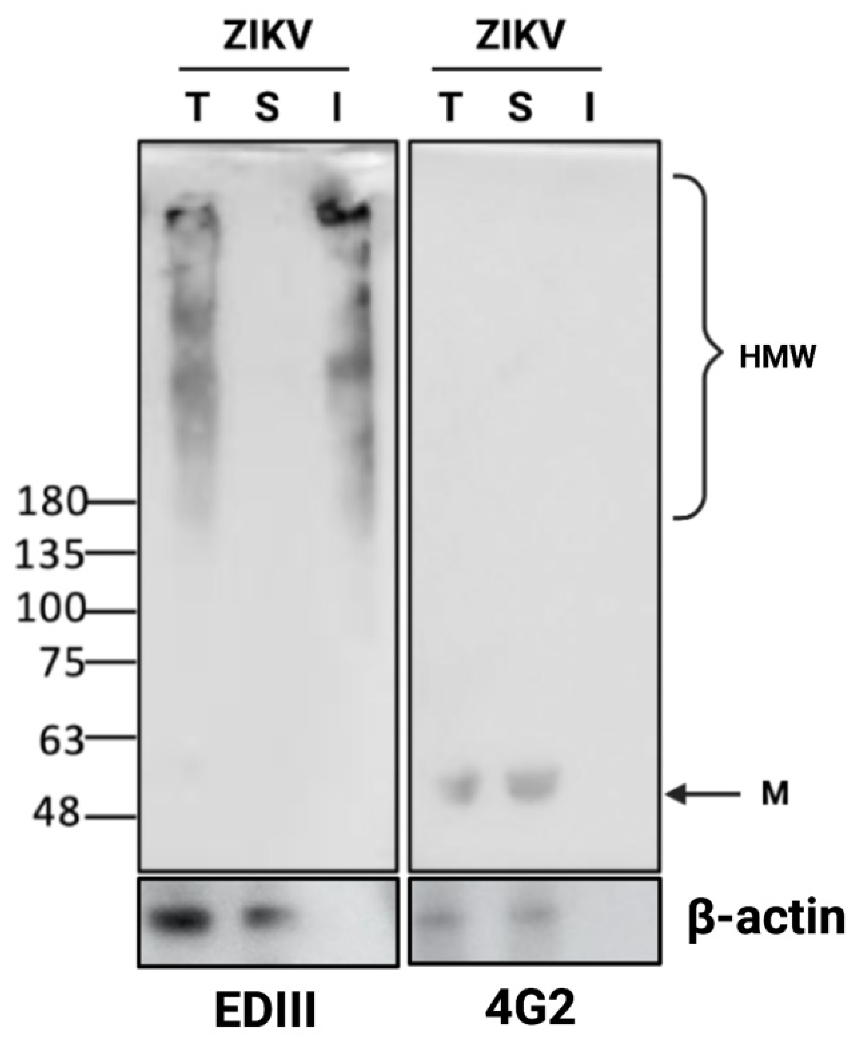 Viruses 14 01131 g005