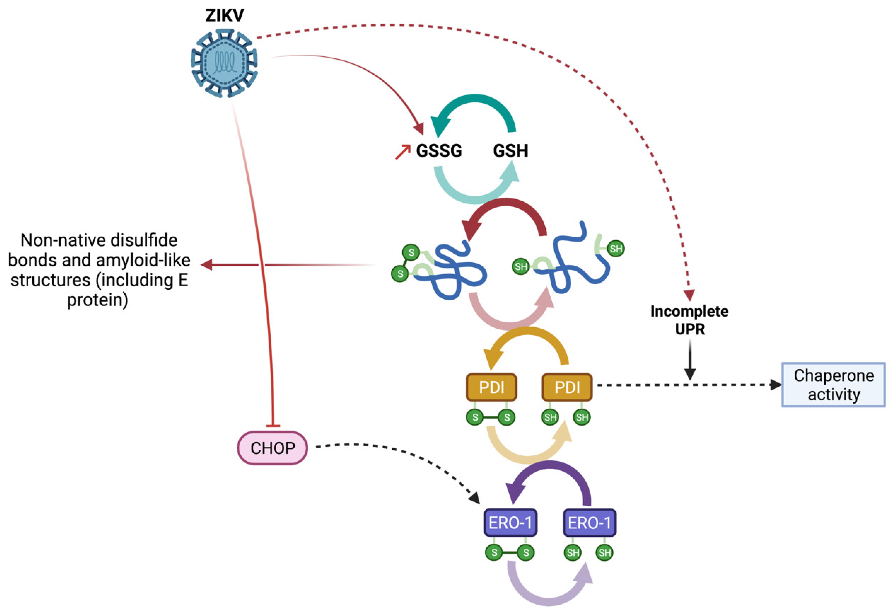 Viruses 14 01131 g006