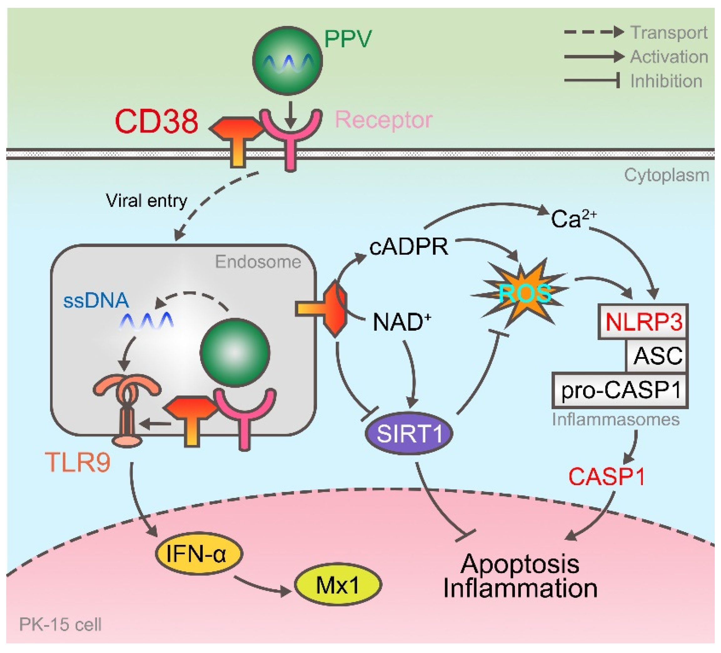 Viruses 14 01136 g005
