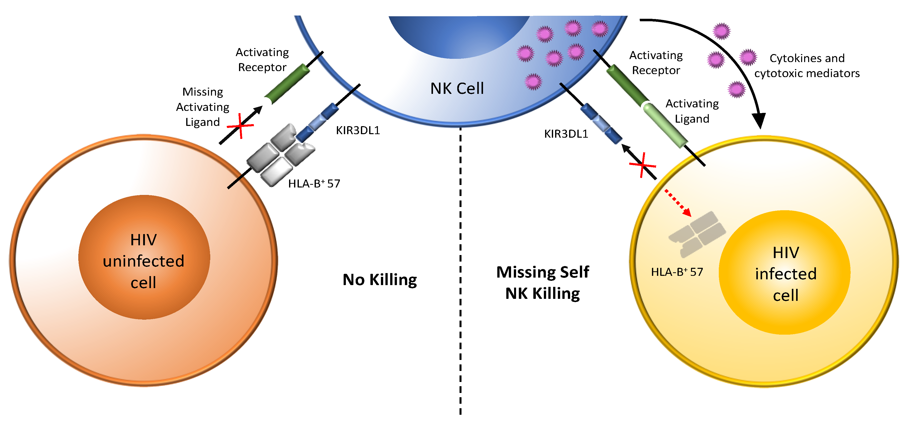 Viruses 14 01143 g002