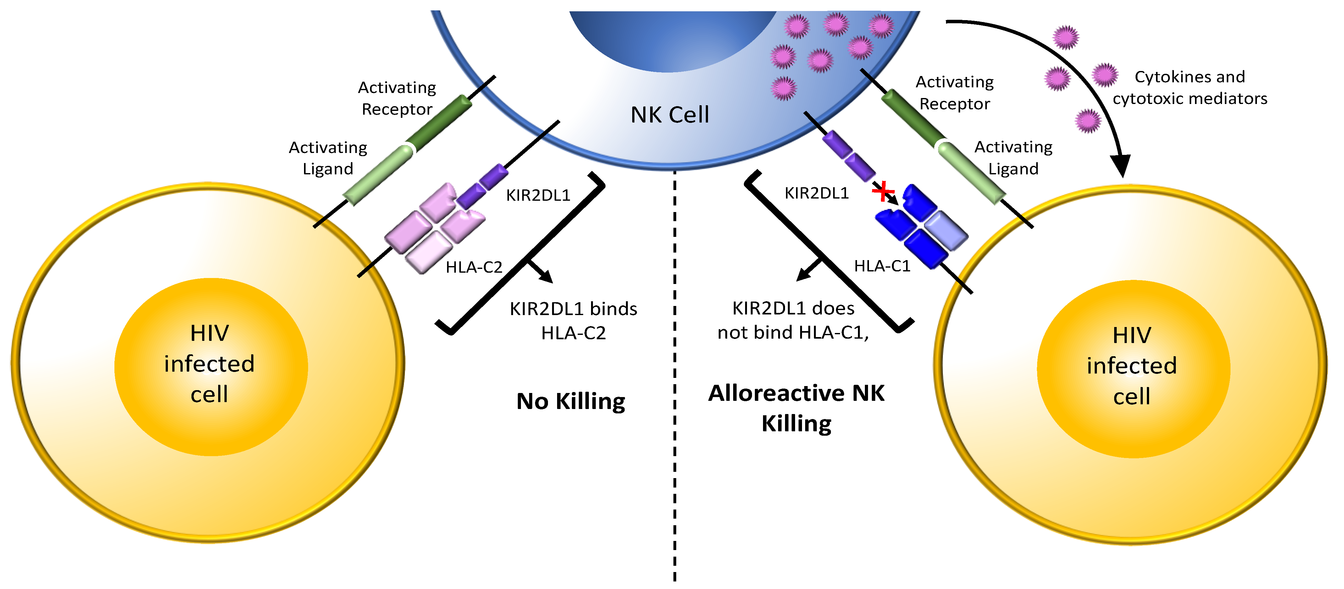 Viruses 14 01143 g003