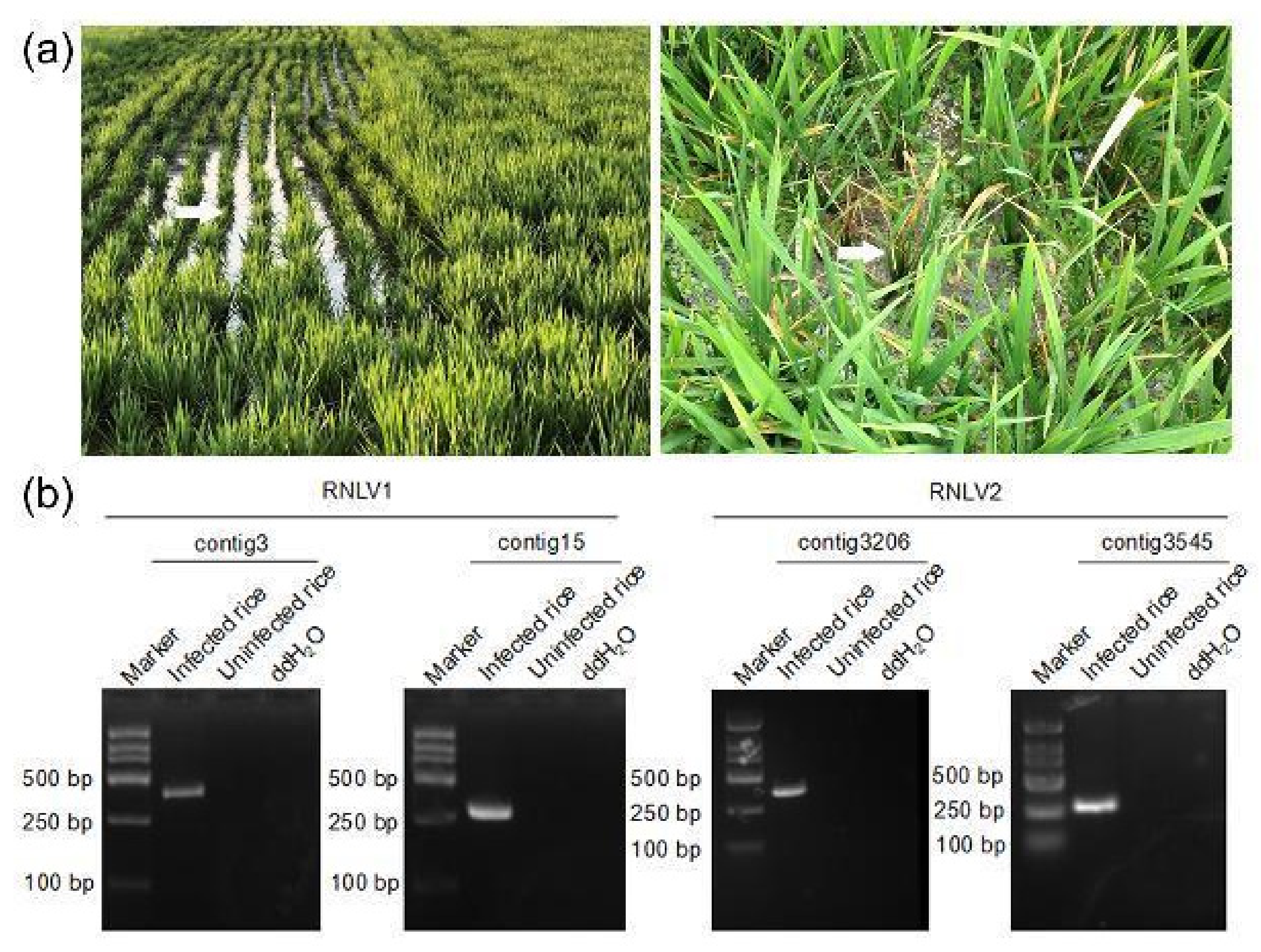 Viruses 14 01159 g001