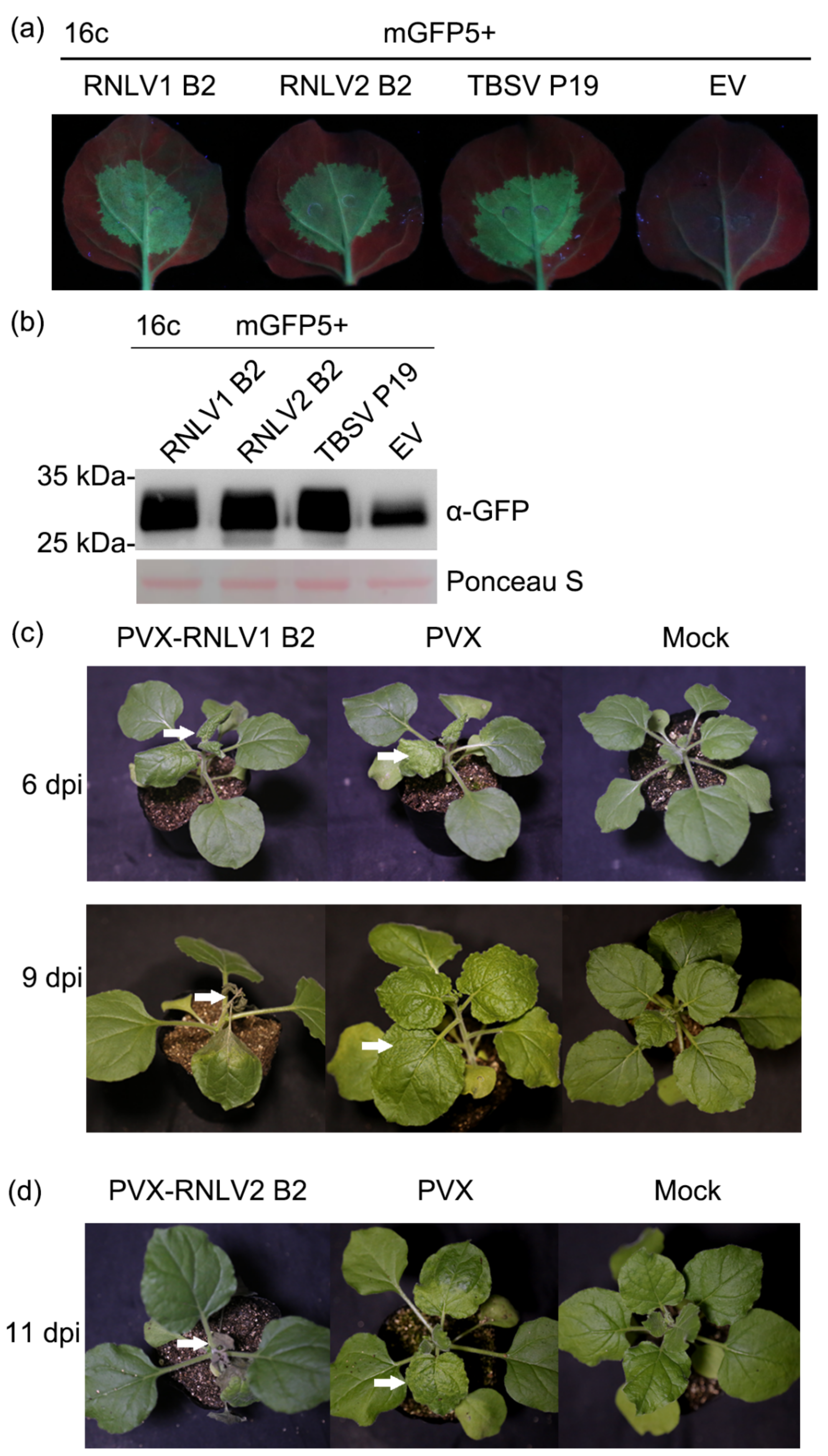 Viruses 14 01159 g004