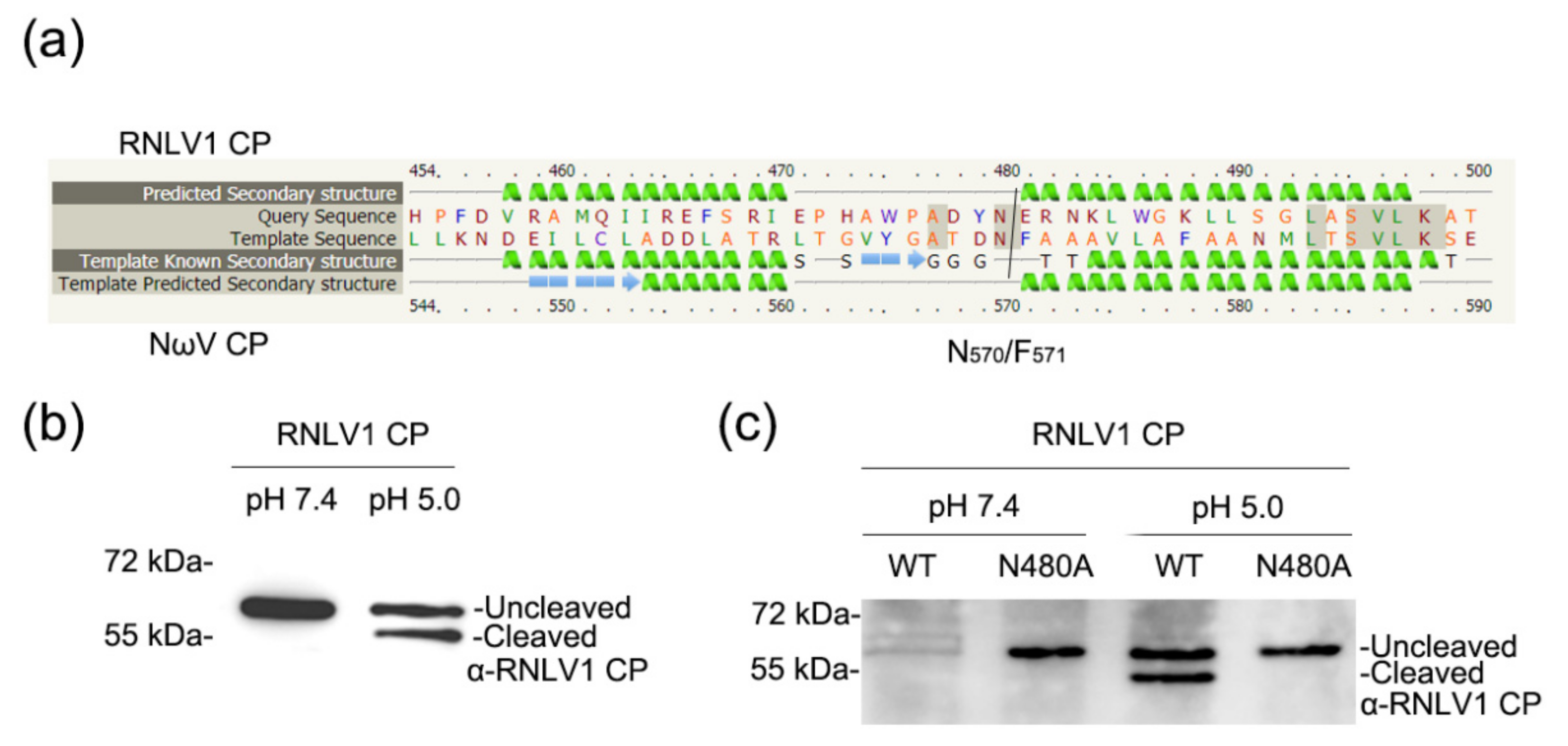 Viruses 14 01159 g007