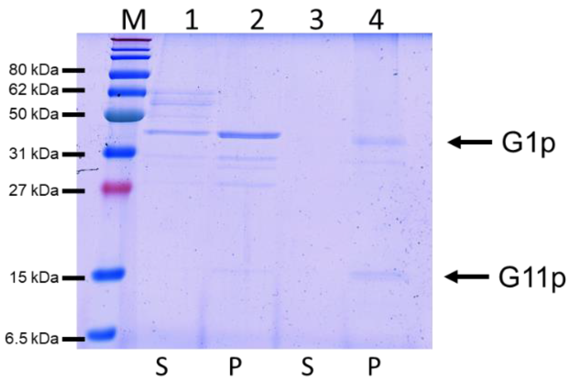 Viruses 14 01163 g005