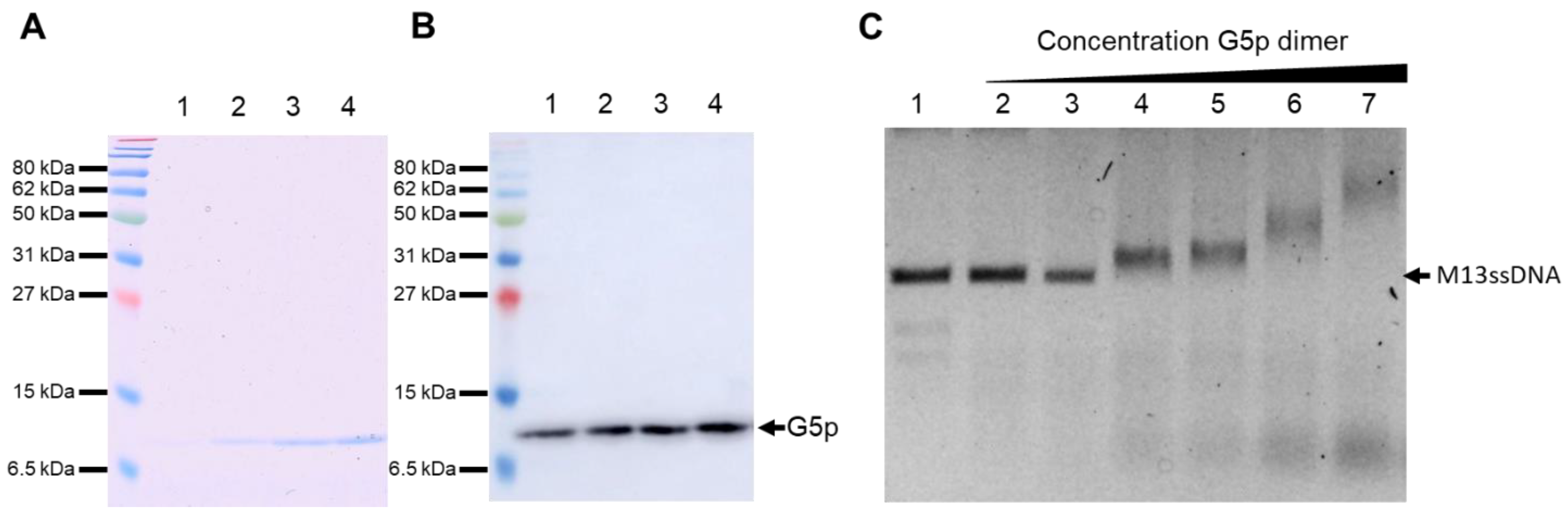 Viruses 14 01163 g006