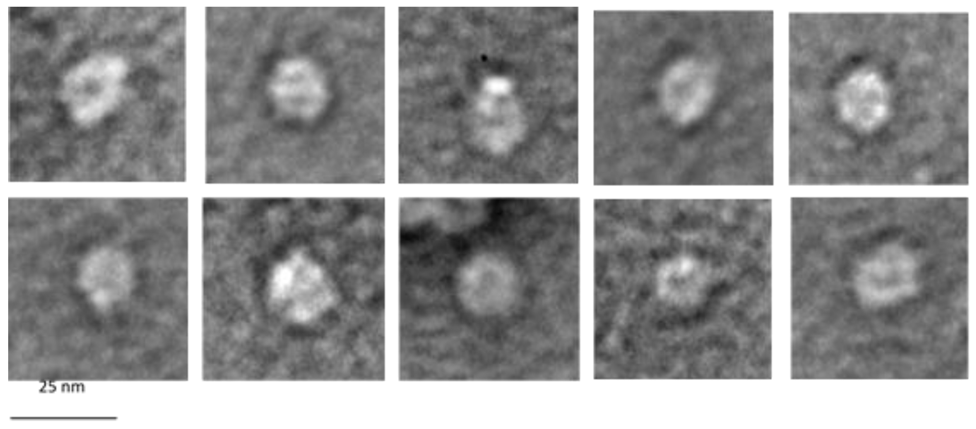 Viruses 14 01163 g008