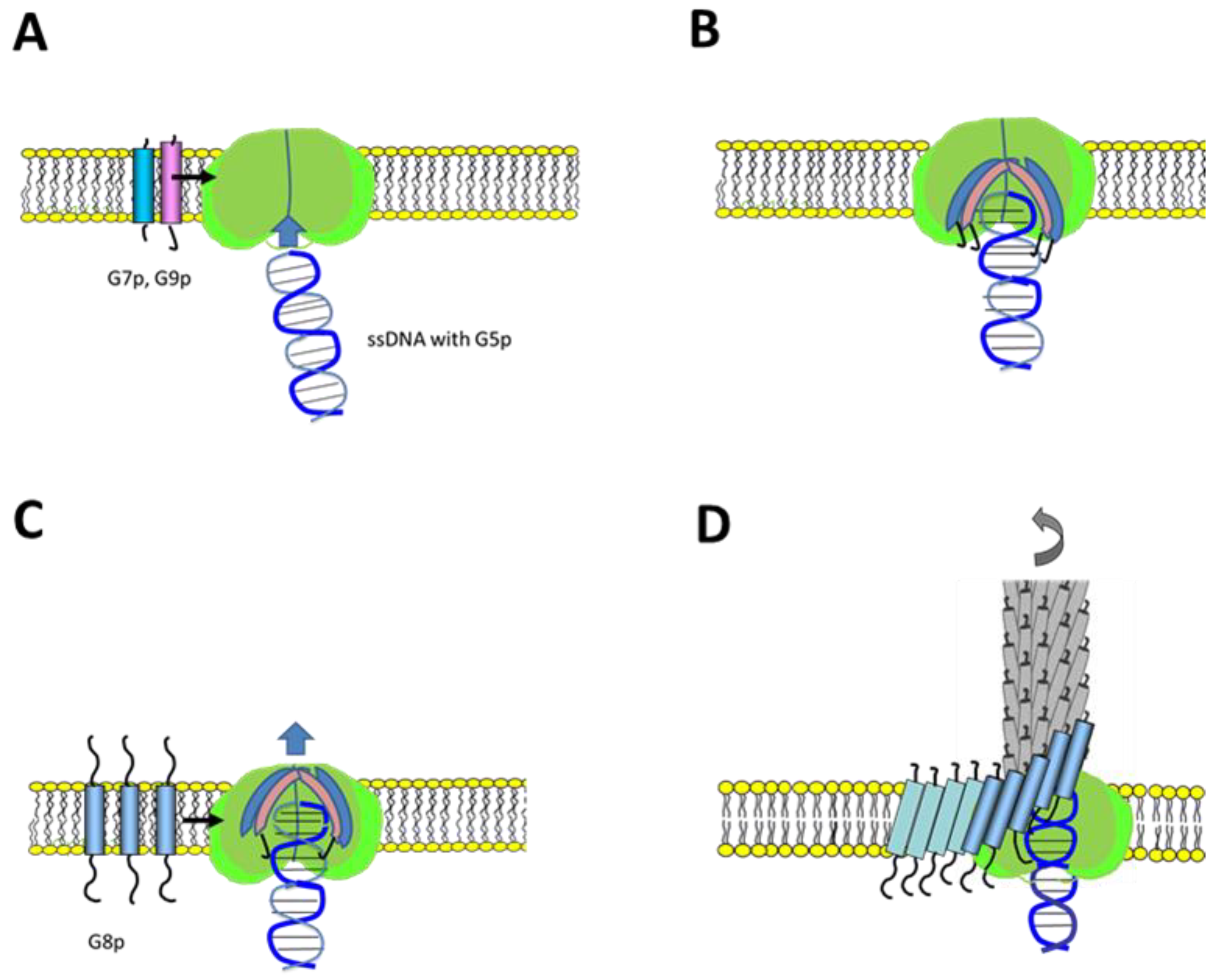 Viruses 14 01163 g009