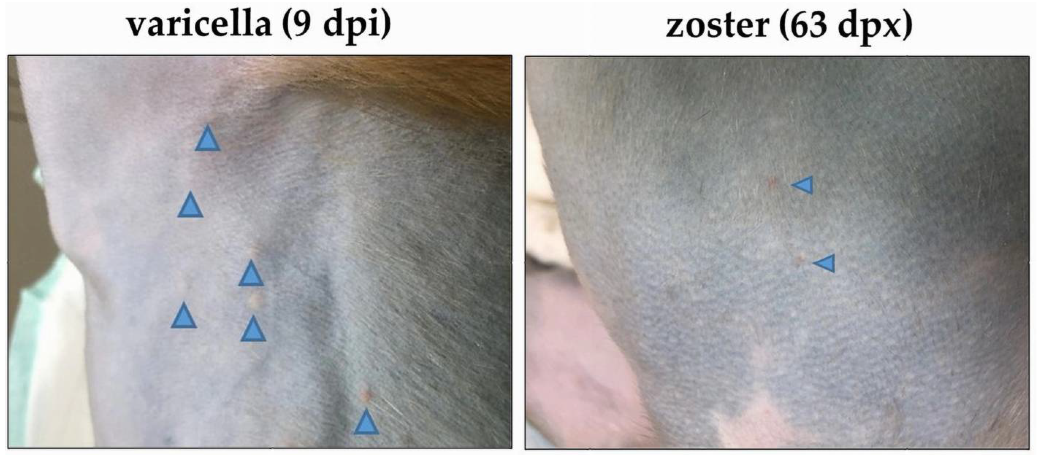 Viruses 14 01167 g002