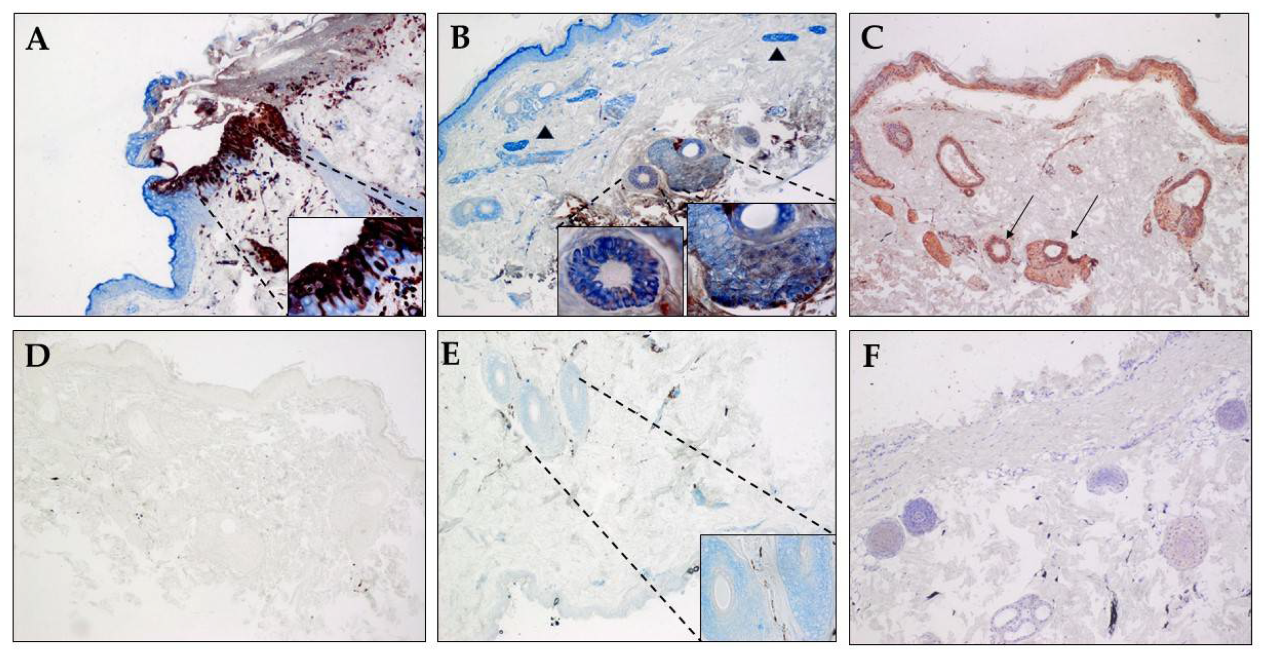 Viruses 14 01167 g004