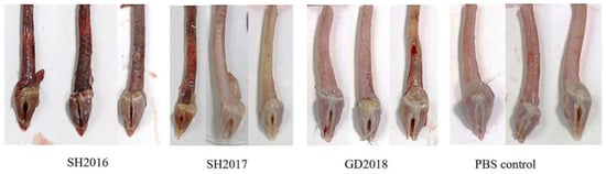 Viruses 14 01200 g0a5